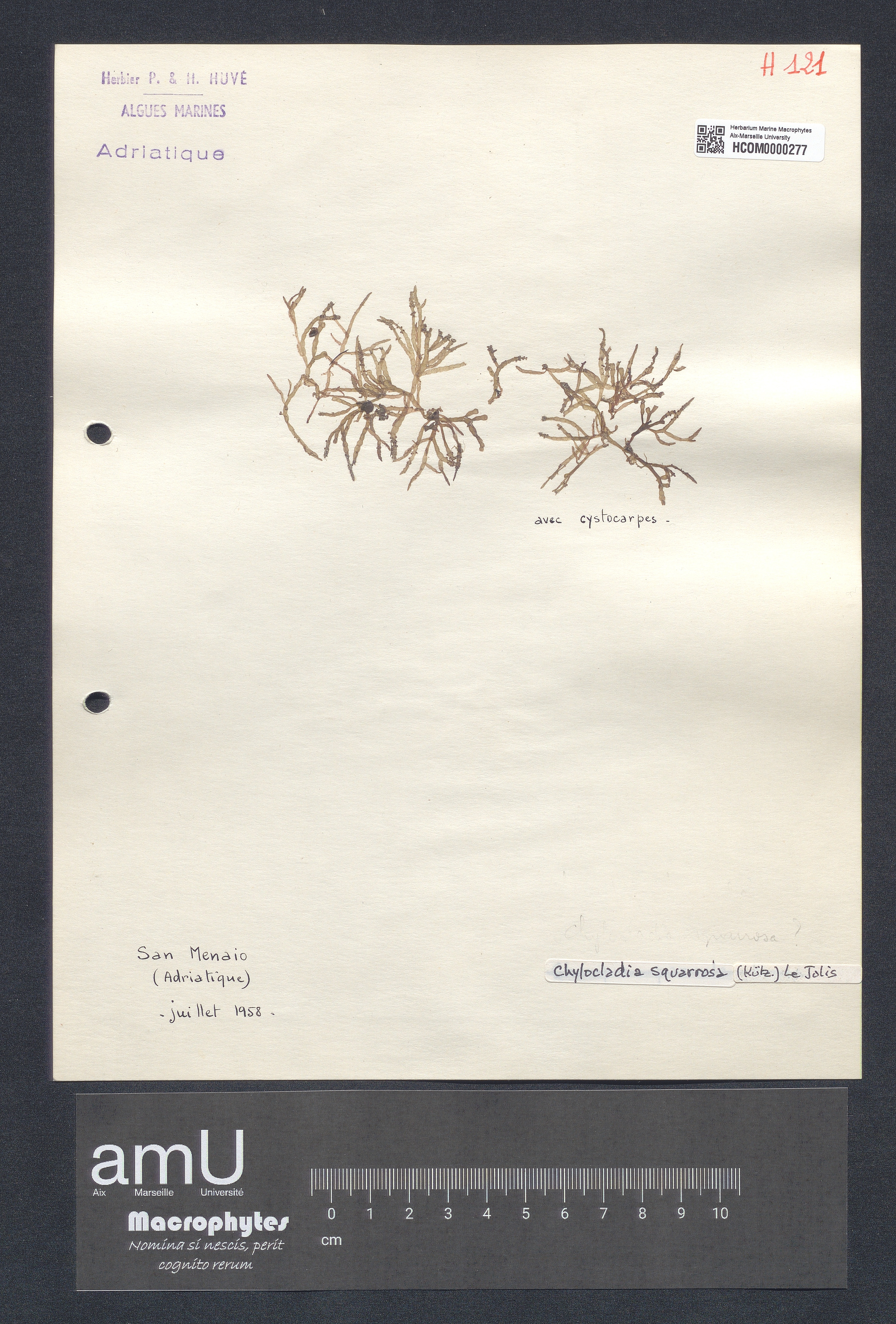 Chylocladia squarrosa specimen