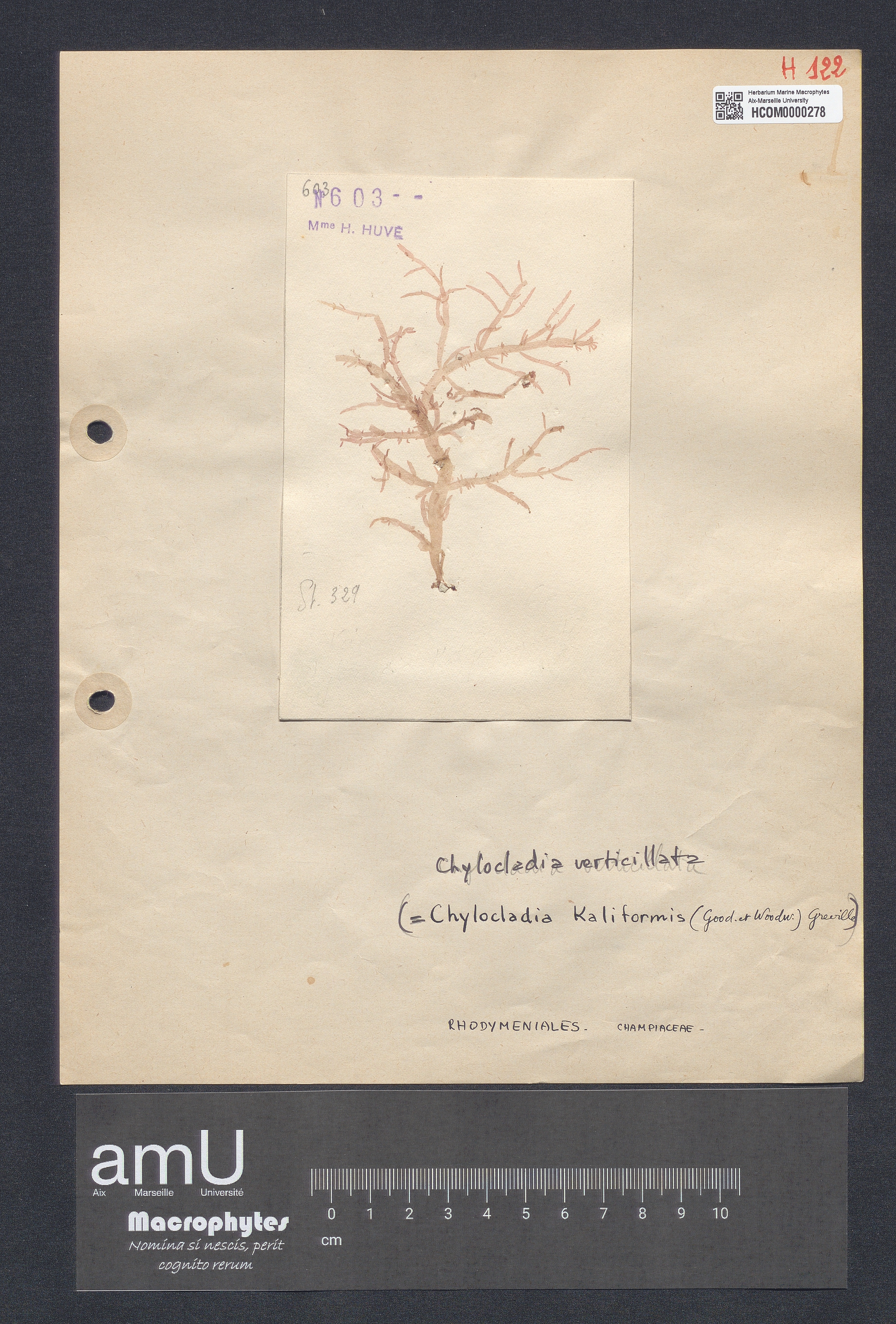 Chylocladia kaliformis specimen