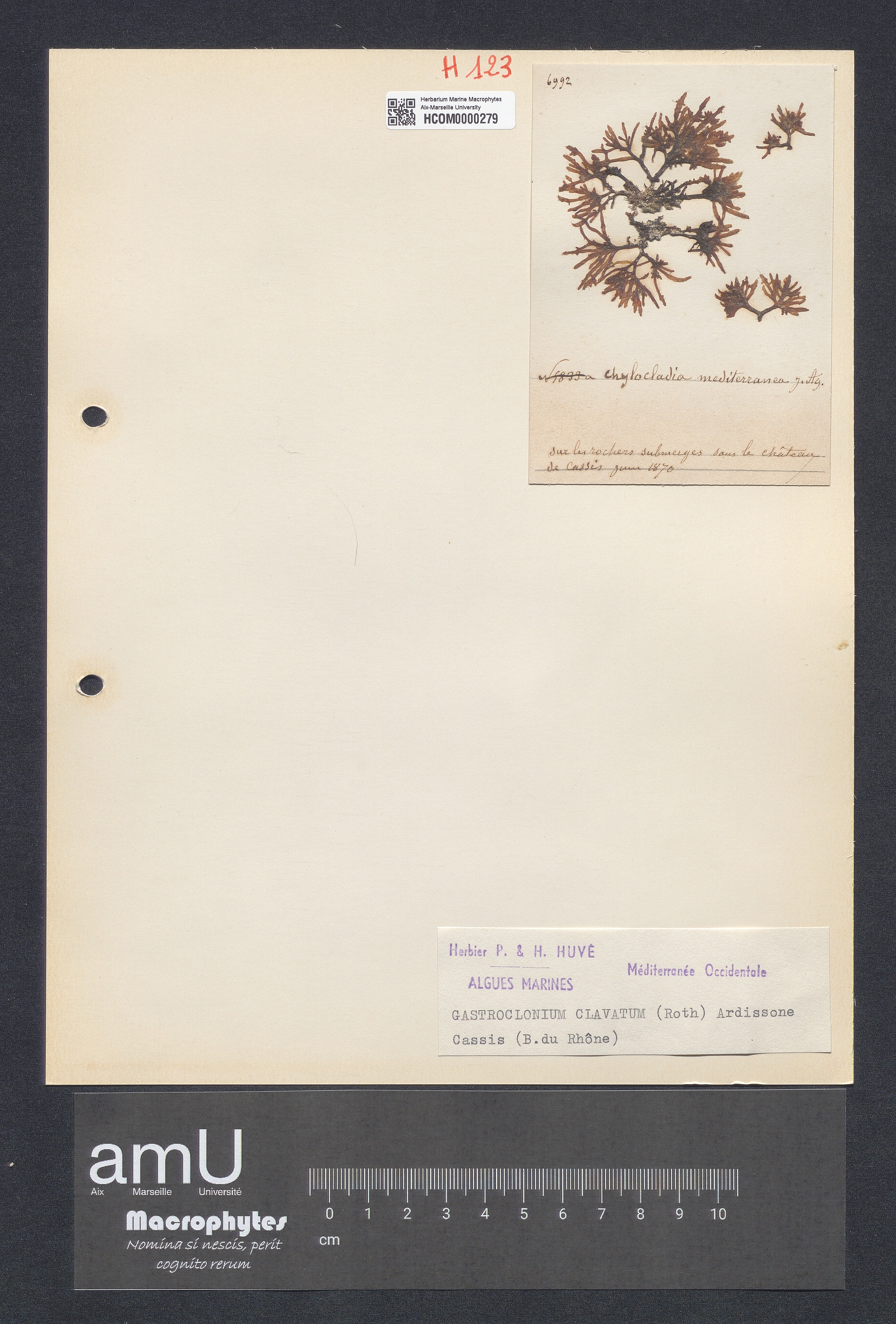 Gastroclonium clavatum specimen