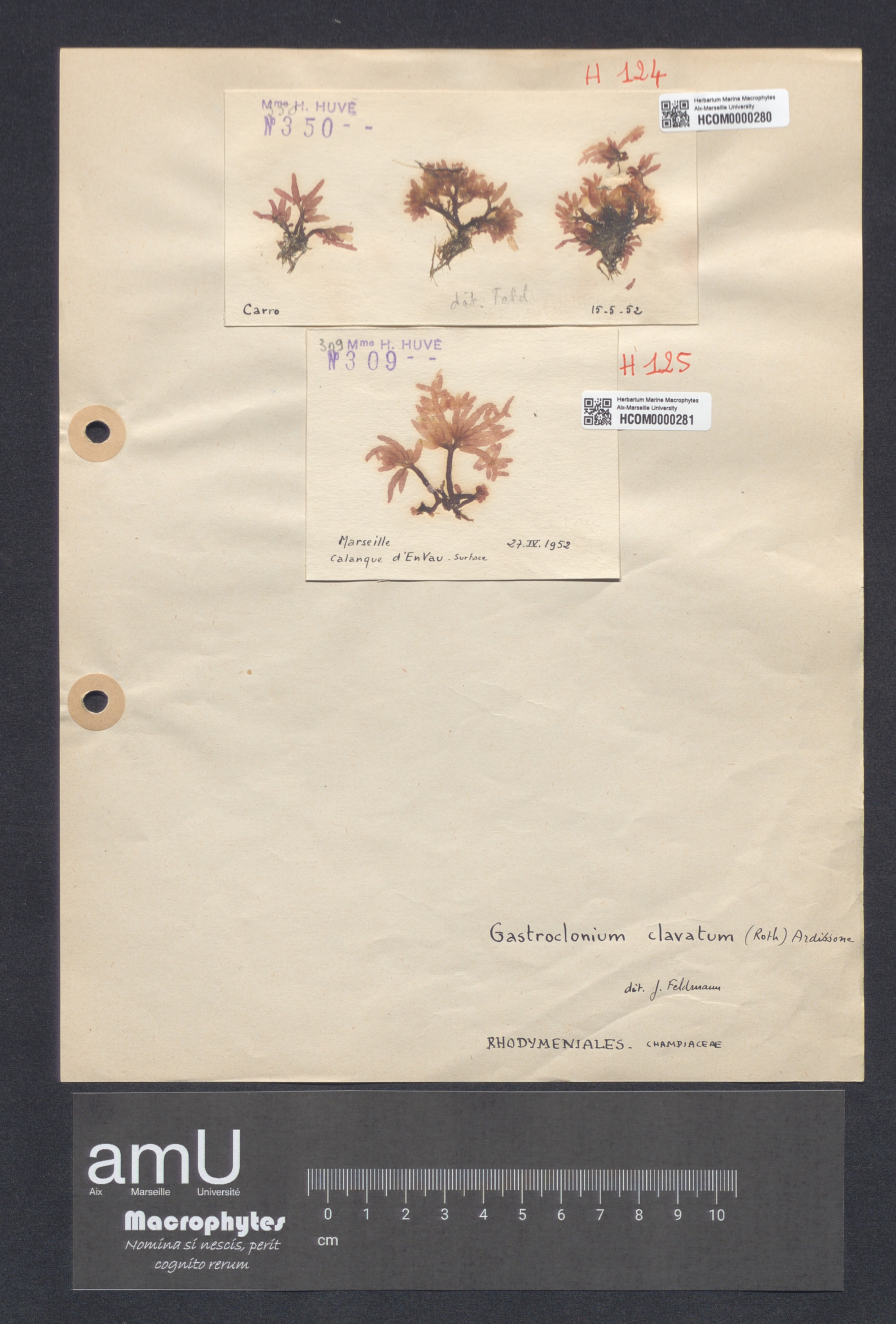 Gastroclonium clavatum specimen