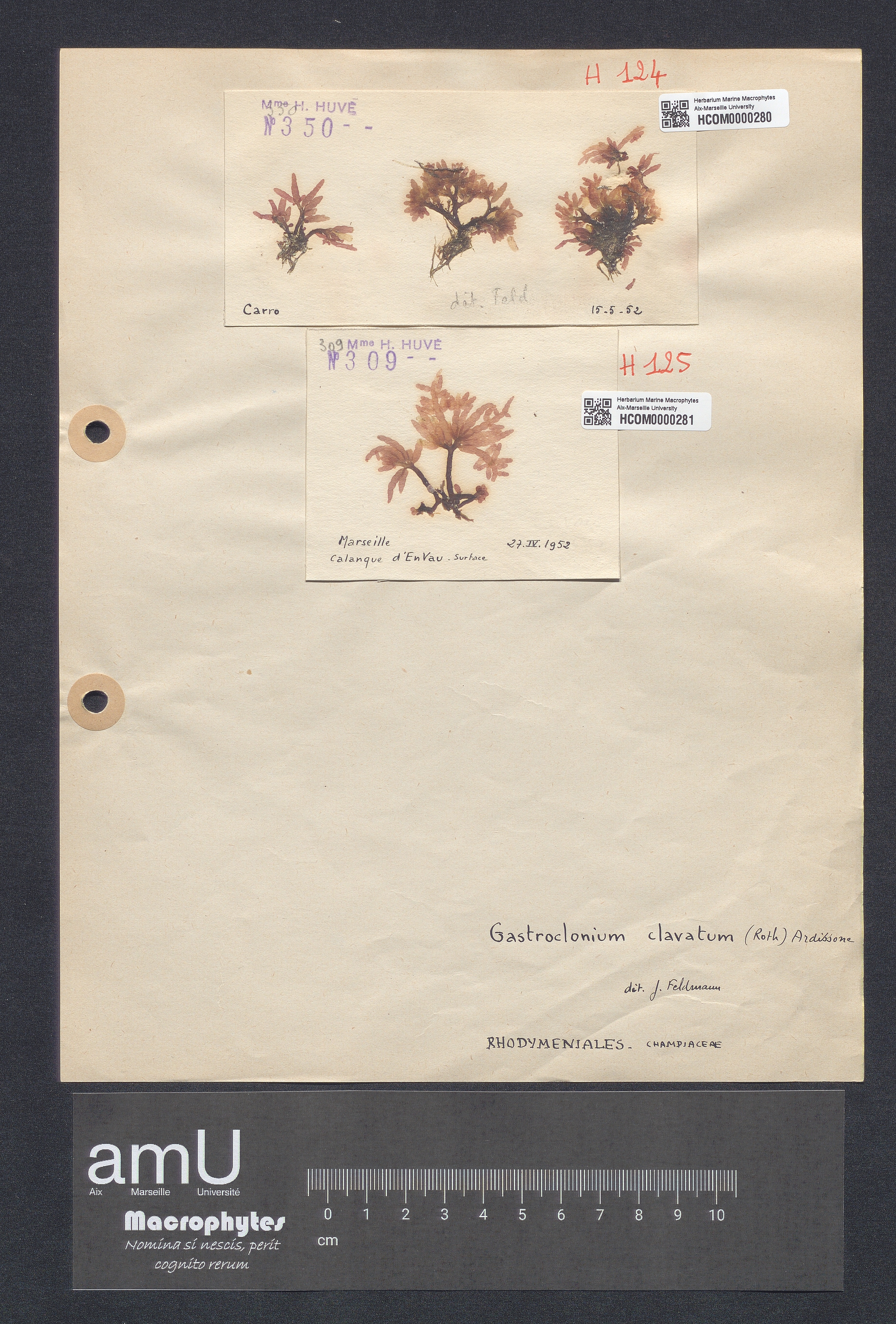 Gastroclonium clavatum specimen