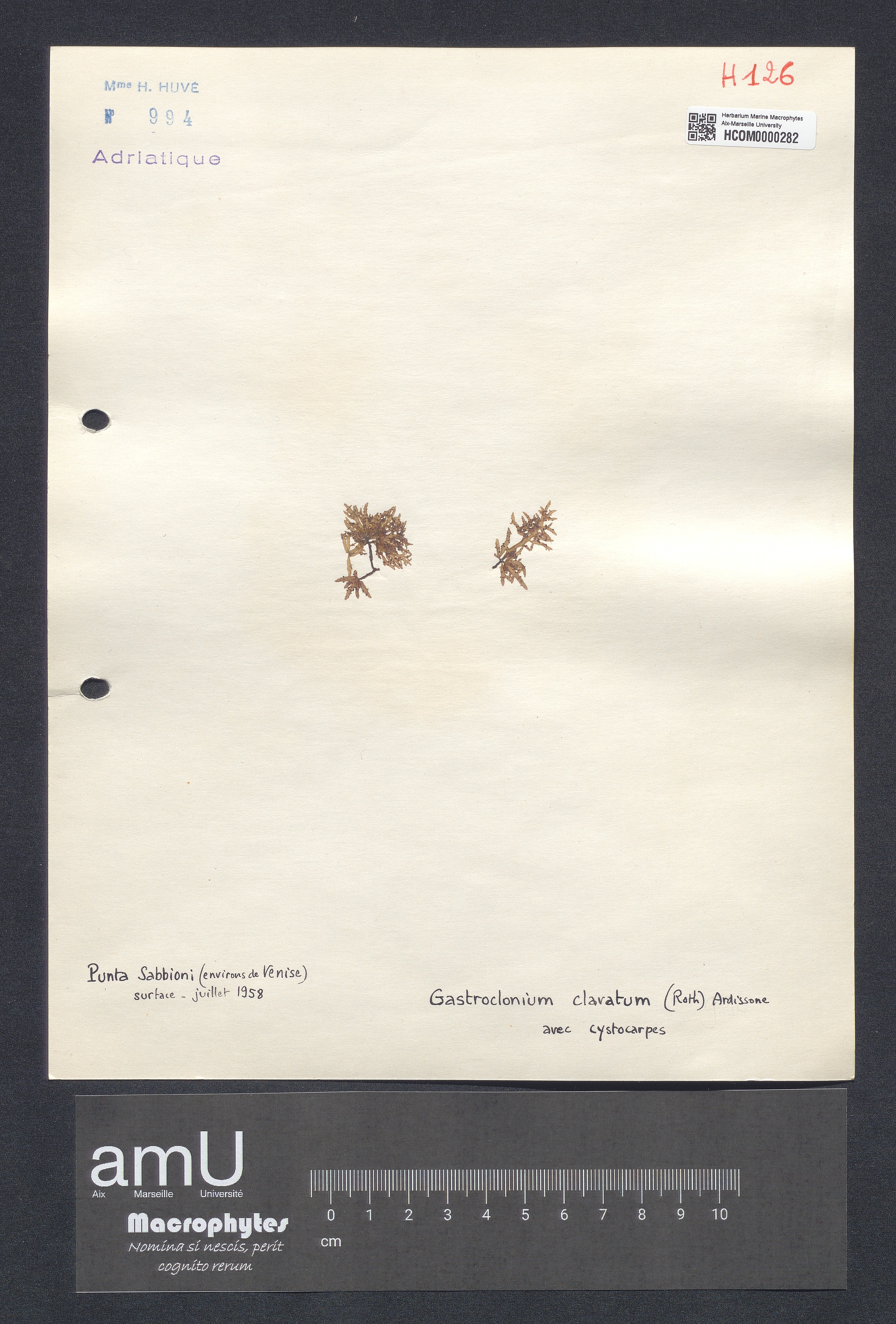 Gastroclonium clavatum specimen