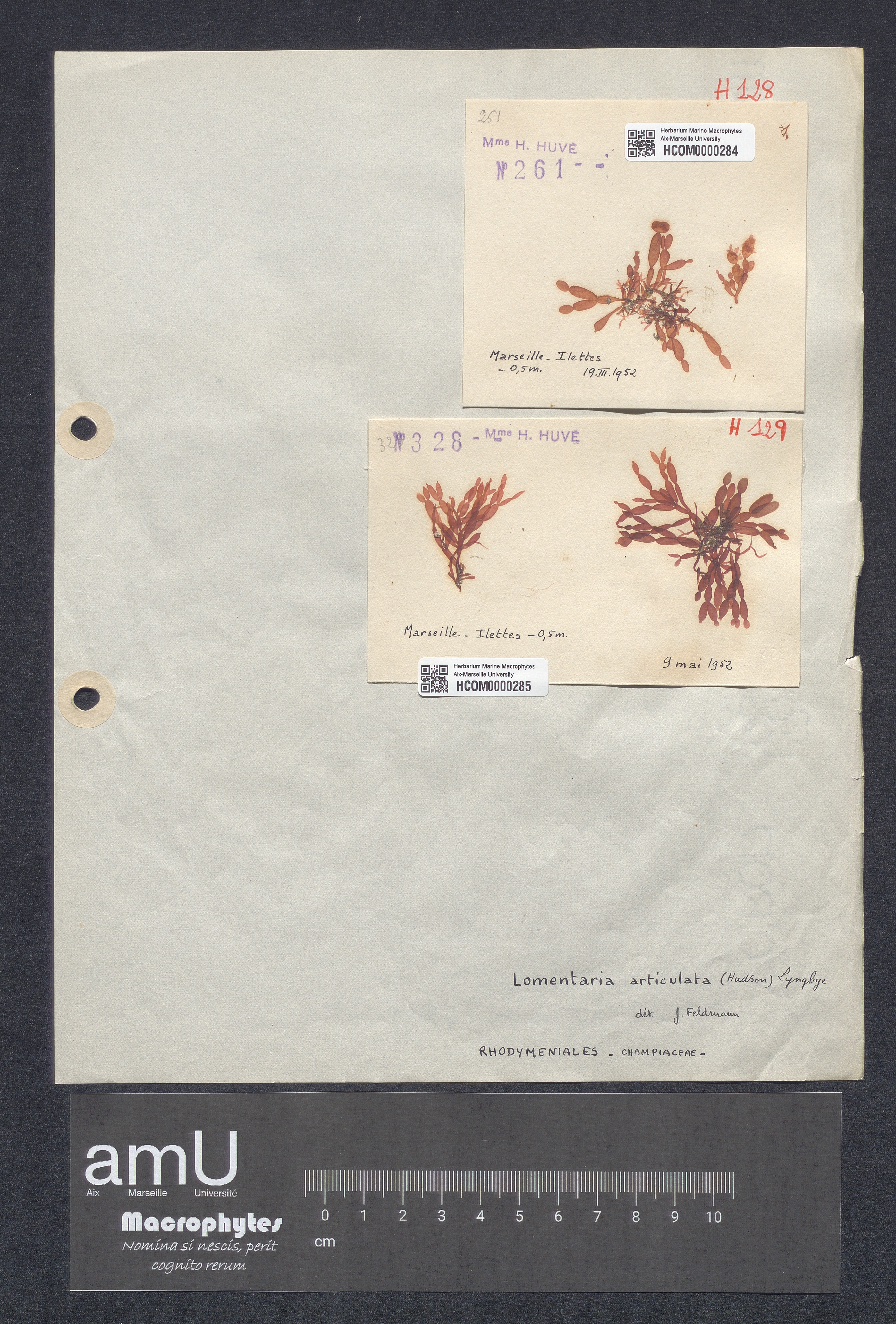 Lomentaria articulata specimen