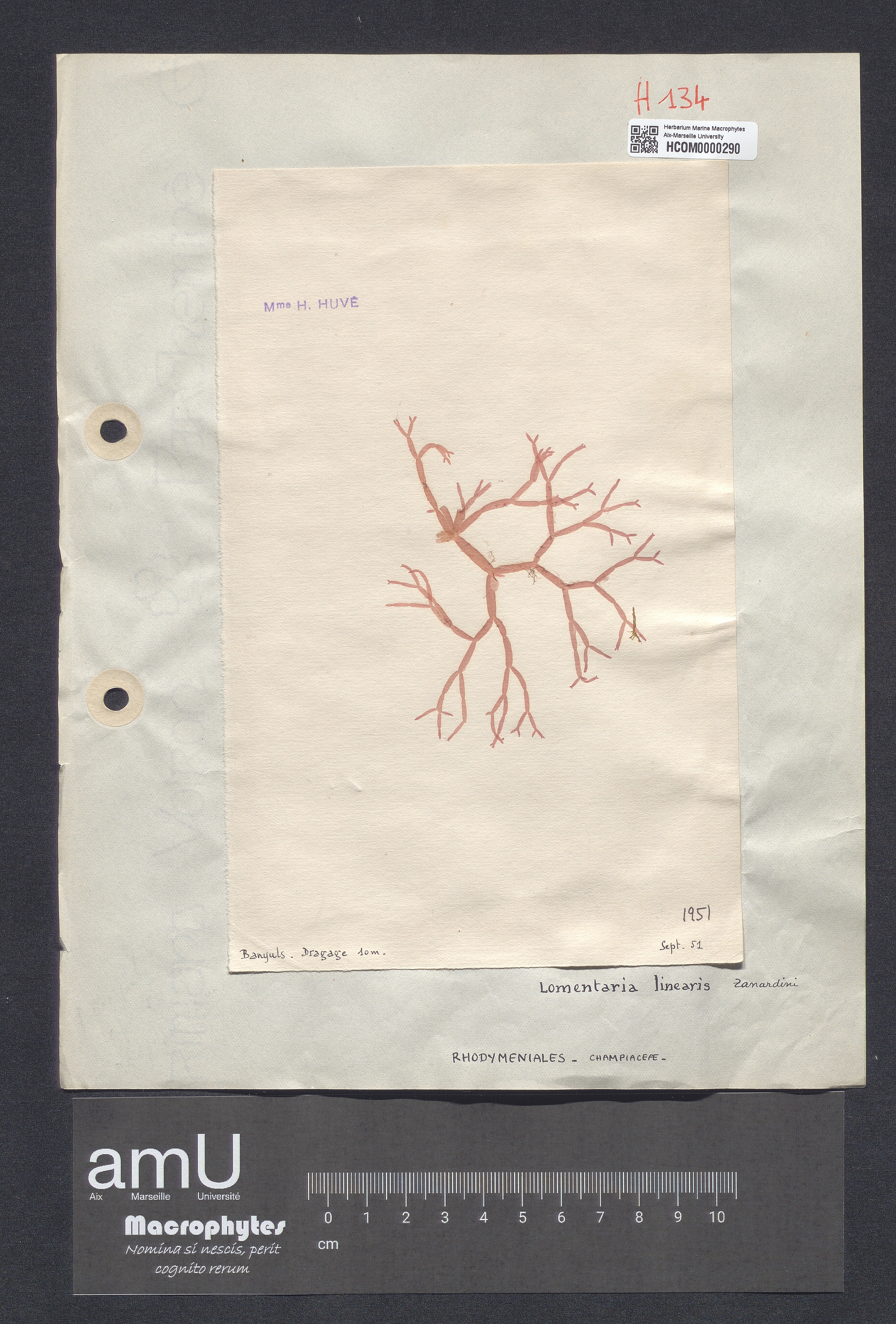 Lomentaria linearis specimen