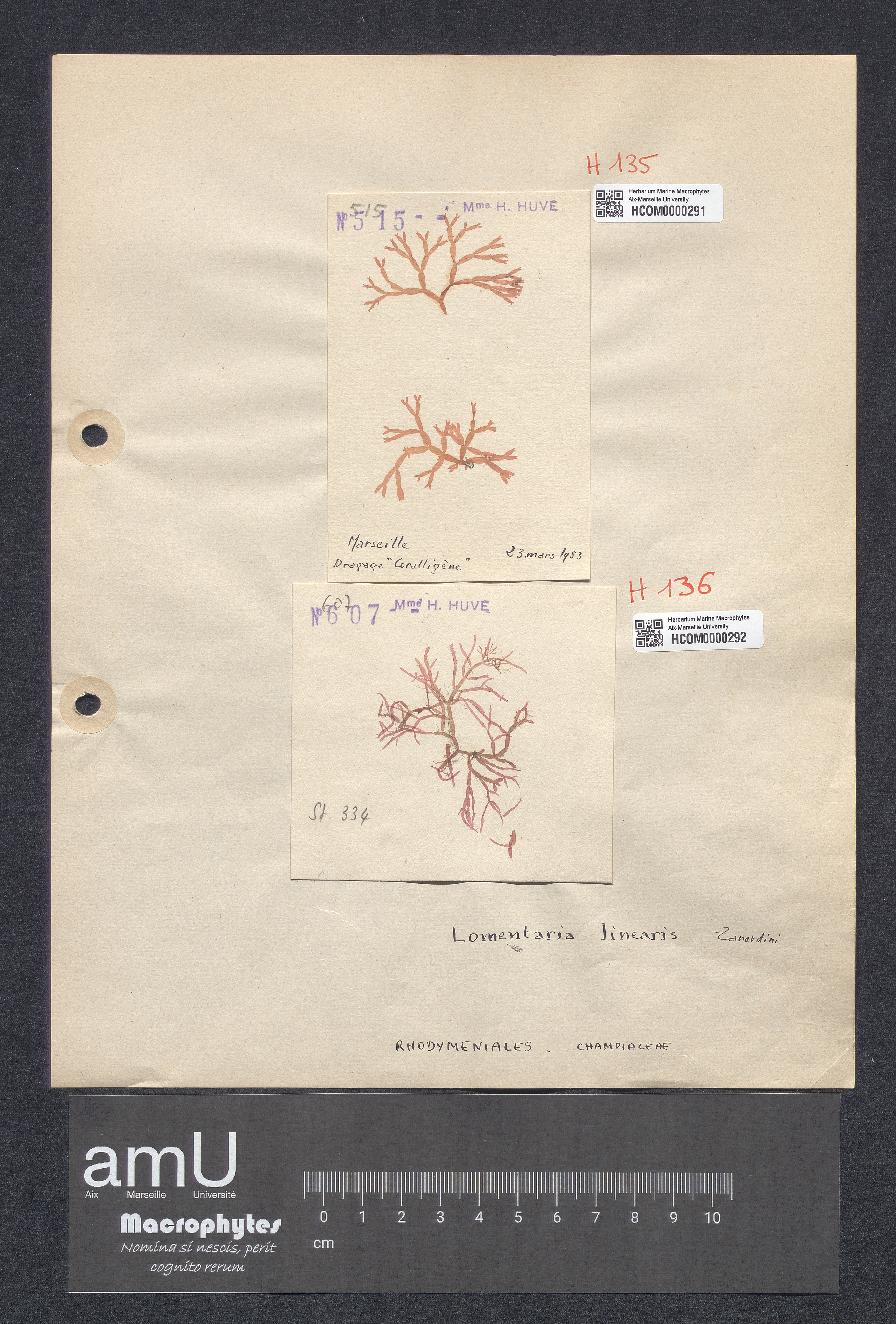 Lomentaria linearis specimen