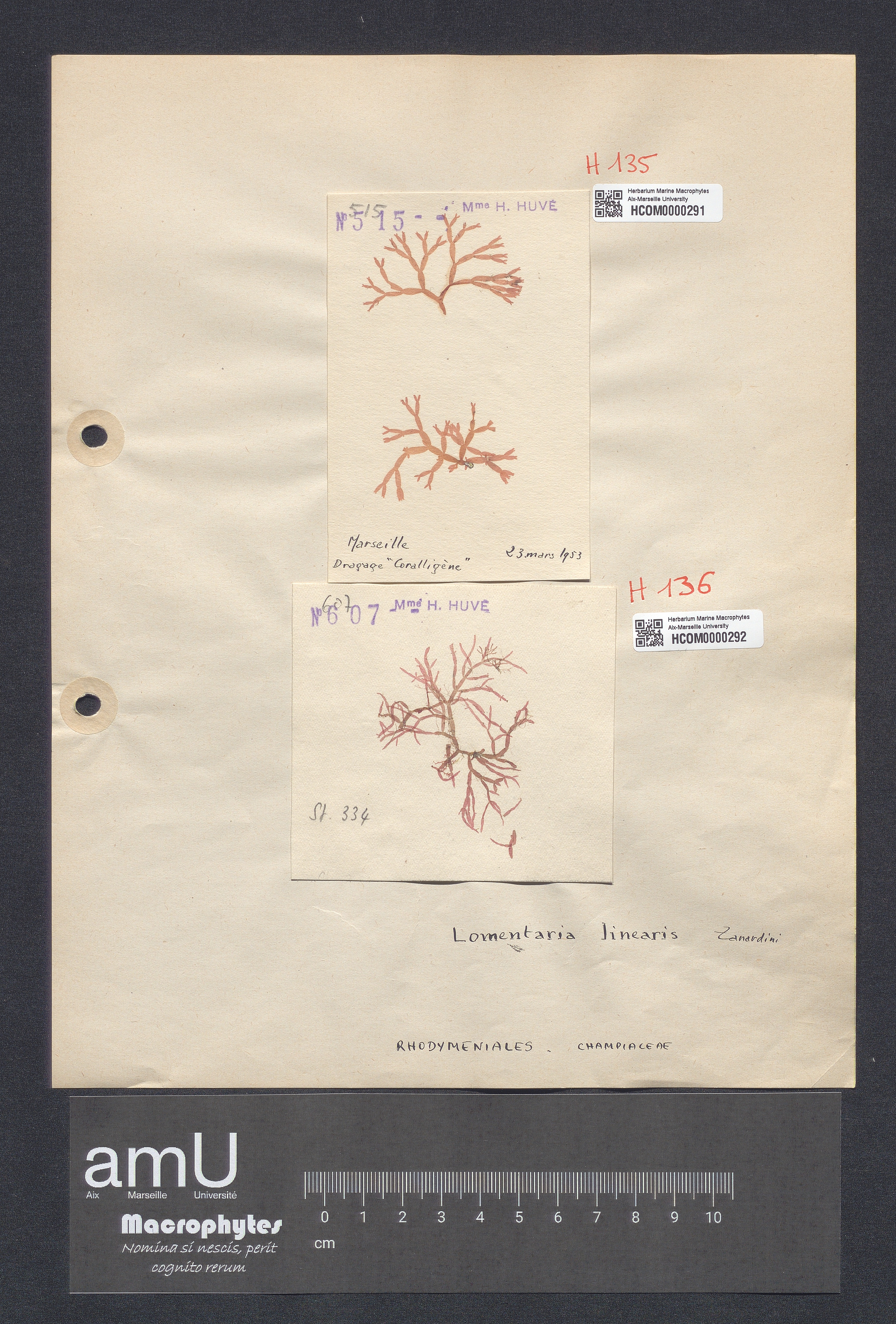 Lomentaria linearis specimen