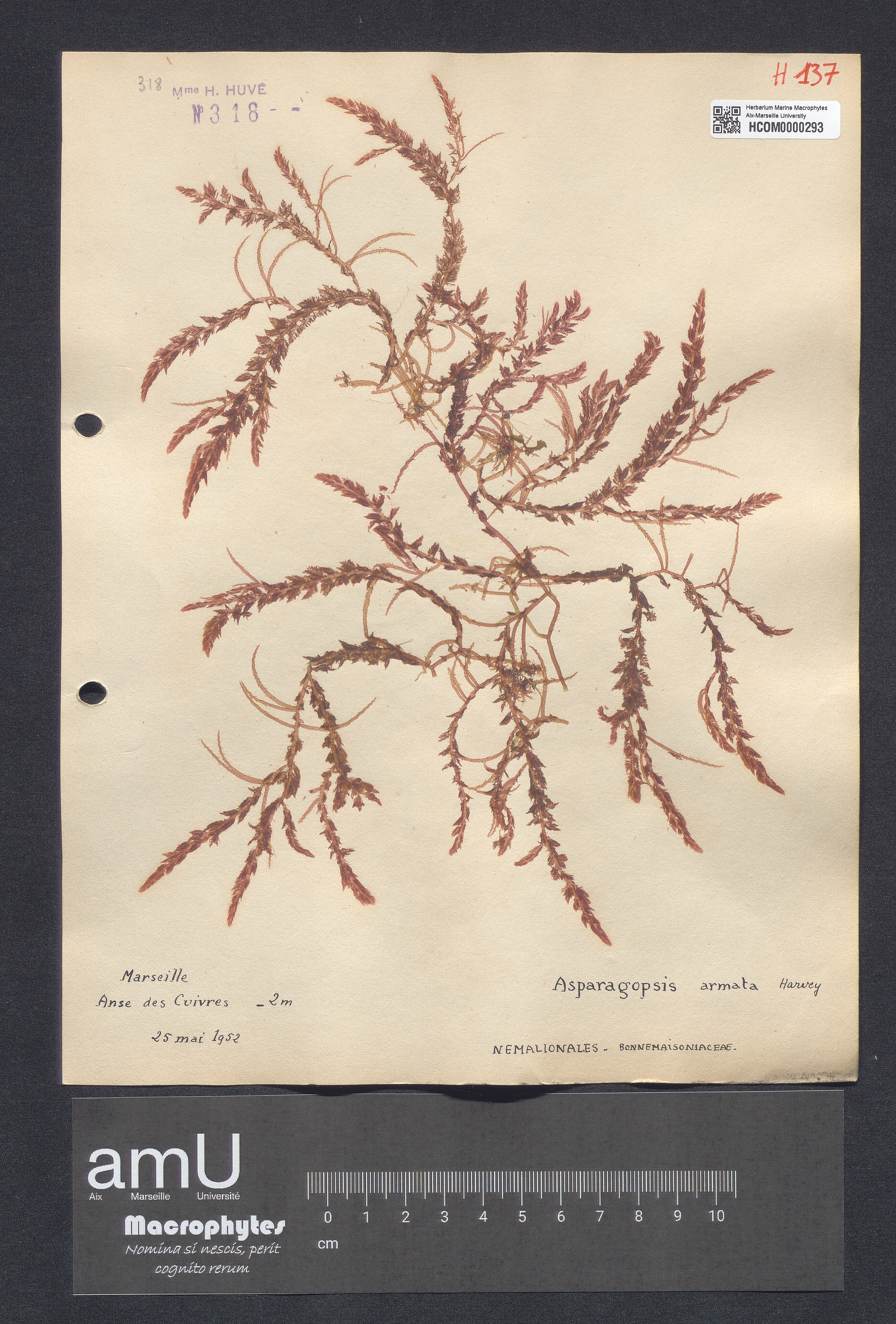 Asparagopsis armata specimen