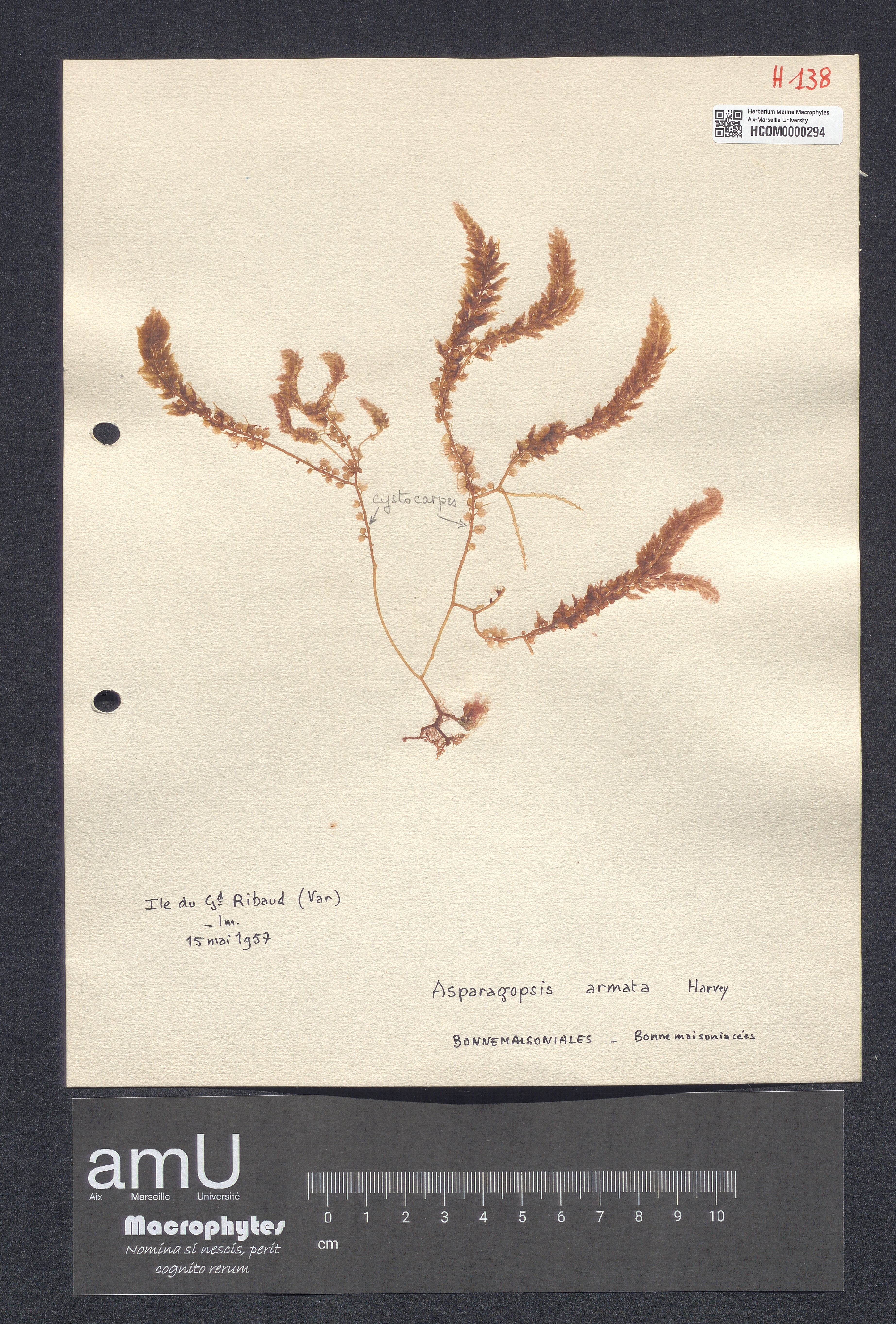 Asparagopsis armata specimen
