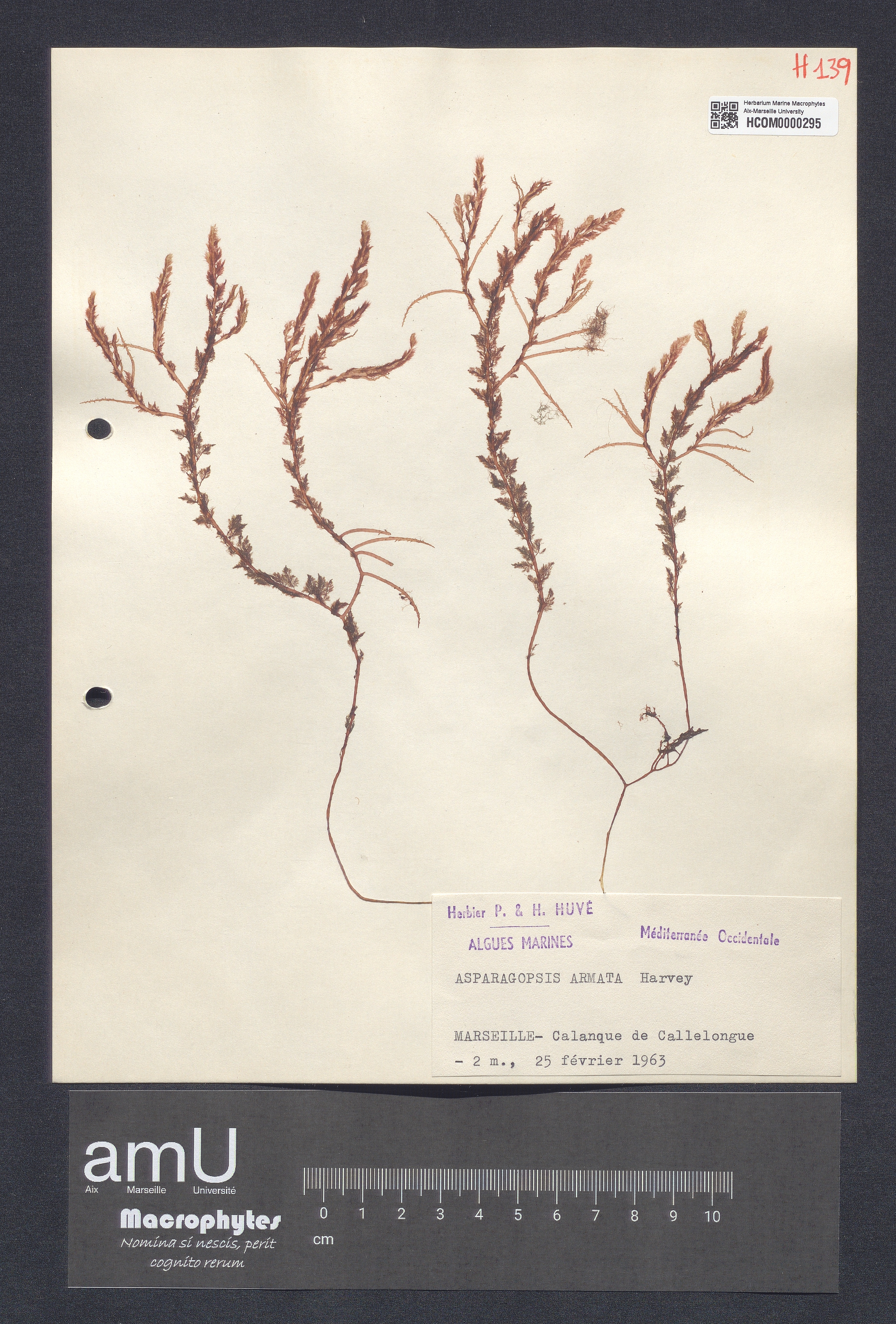 Asparagopsis armata specimen