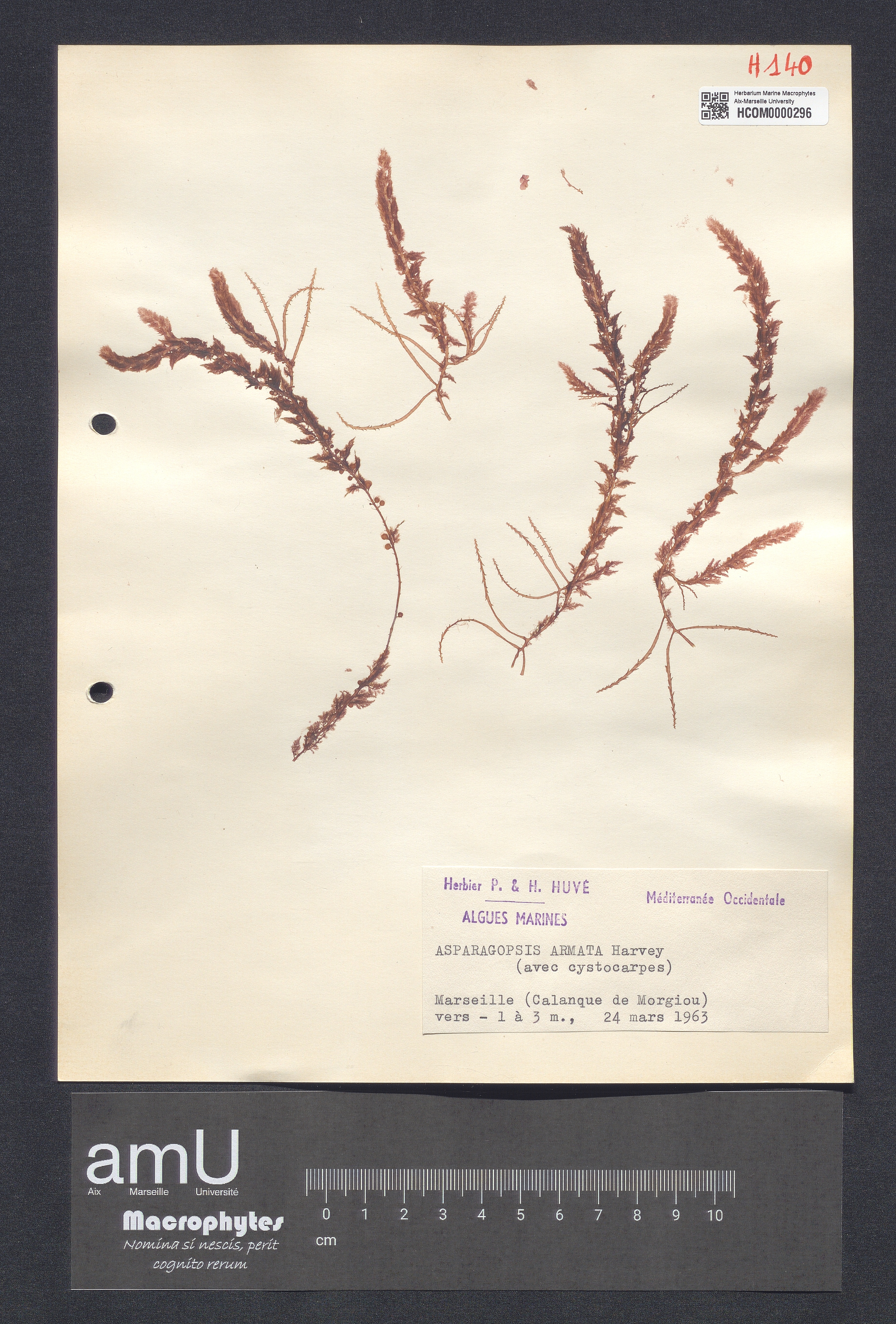 Asparagopsis armata specimen