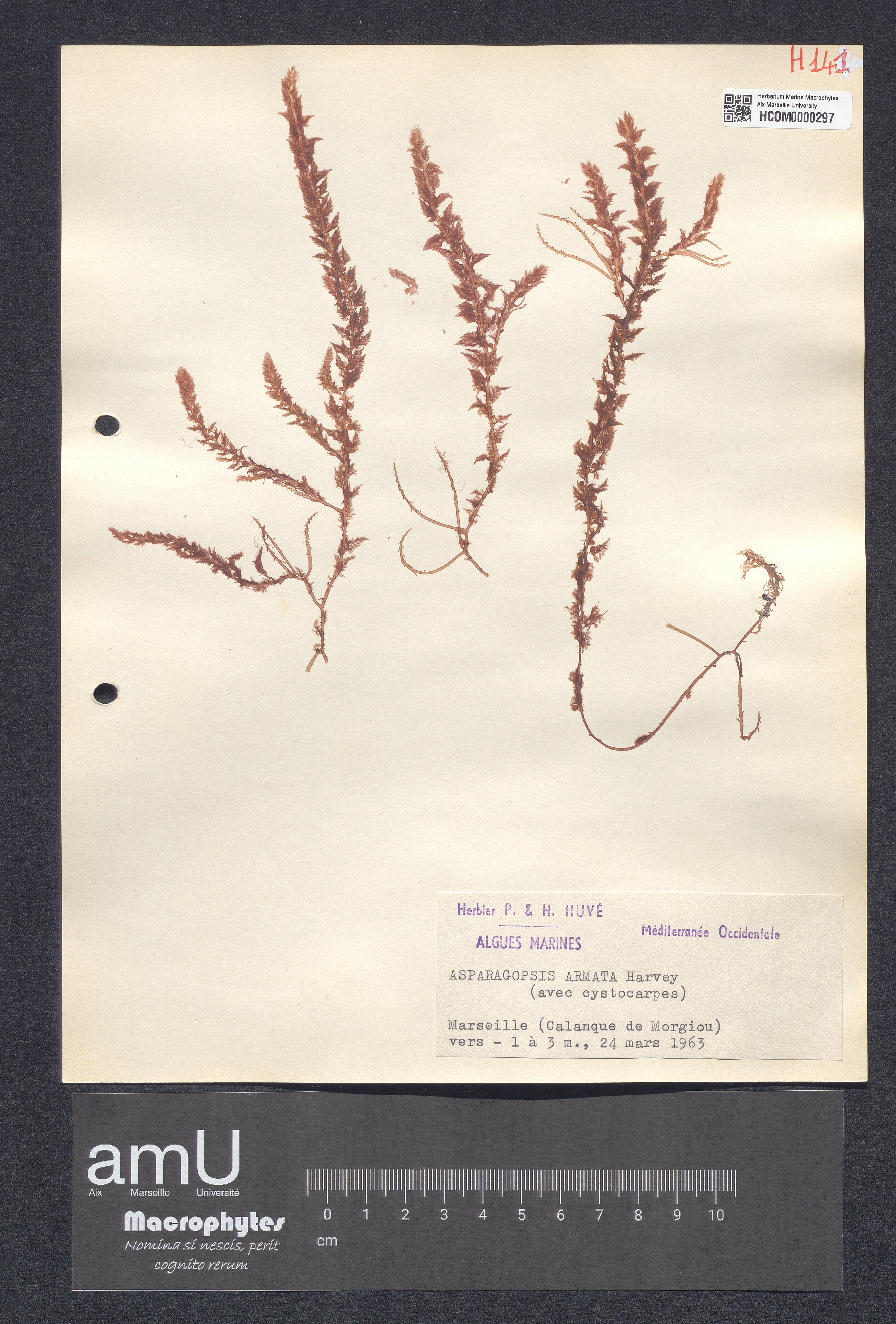 Asparagopsis armata specimen