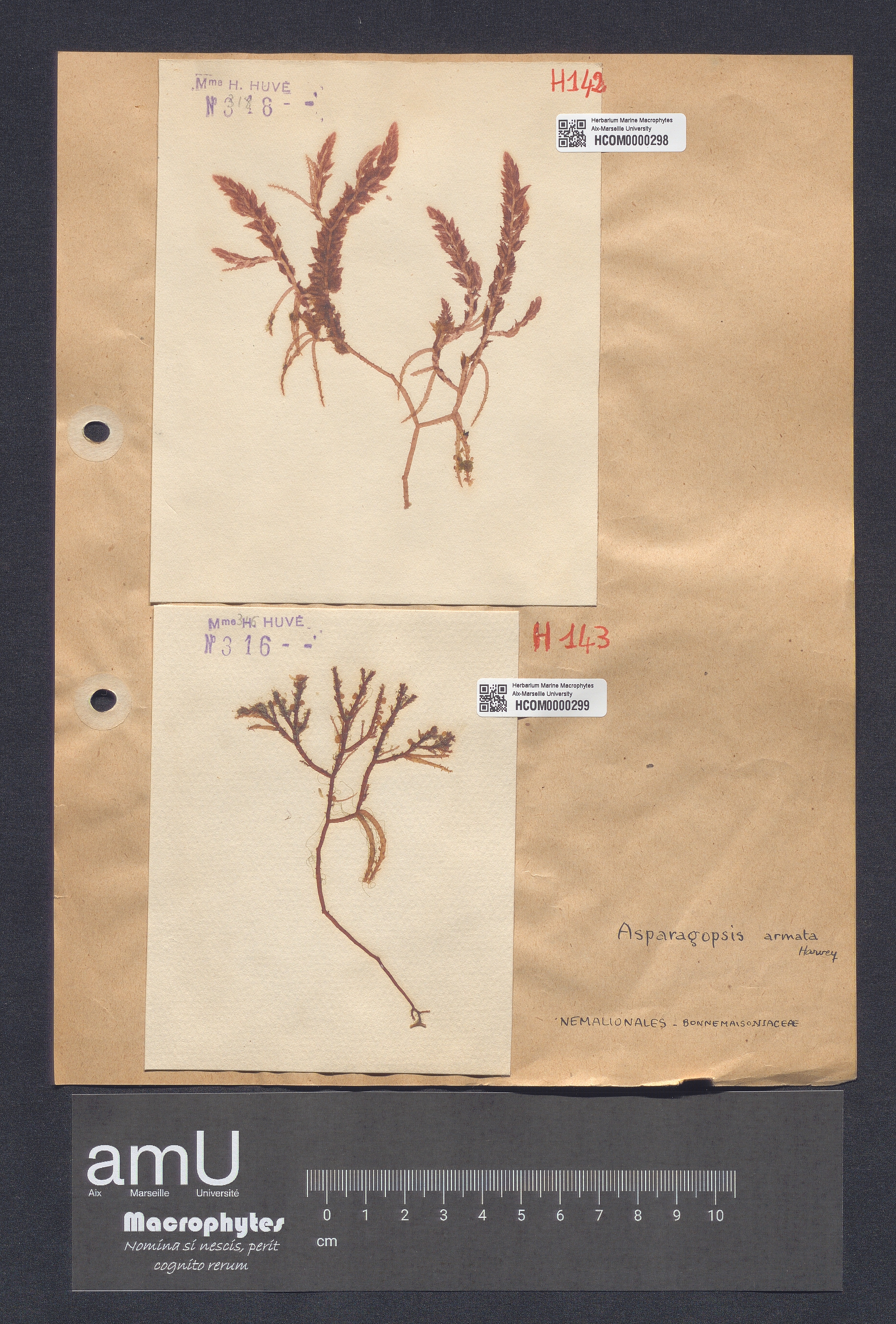 Asparagopsis armata specimen