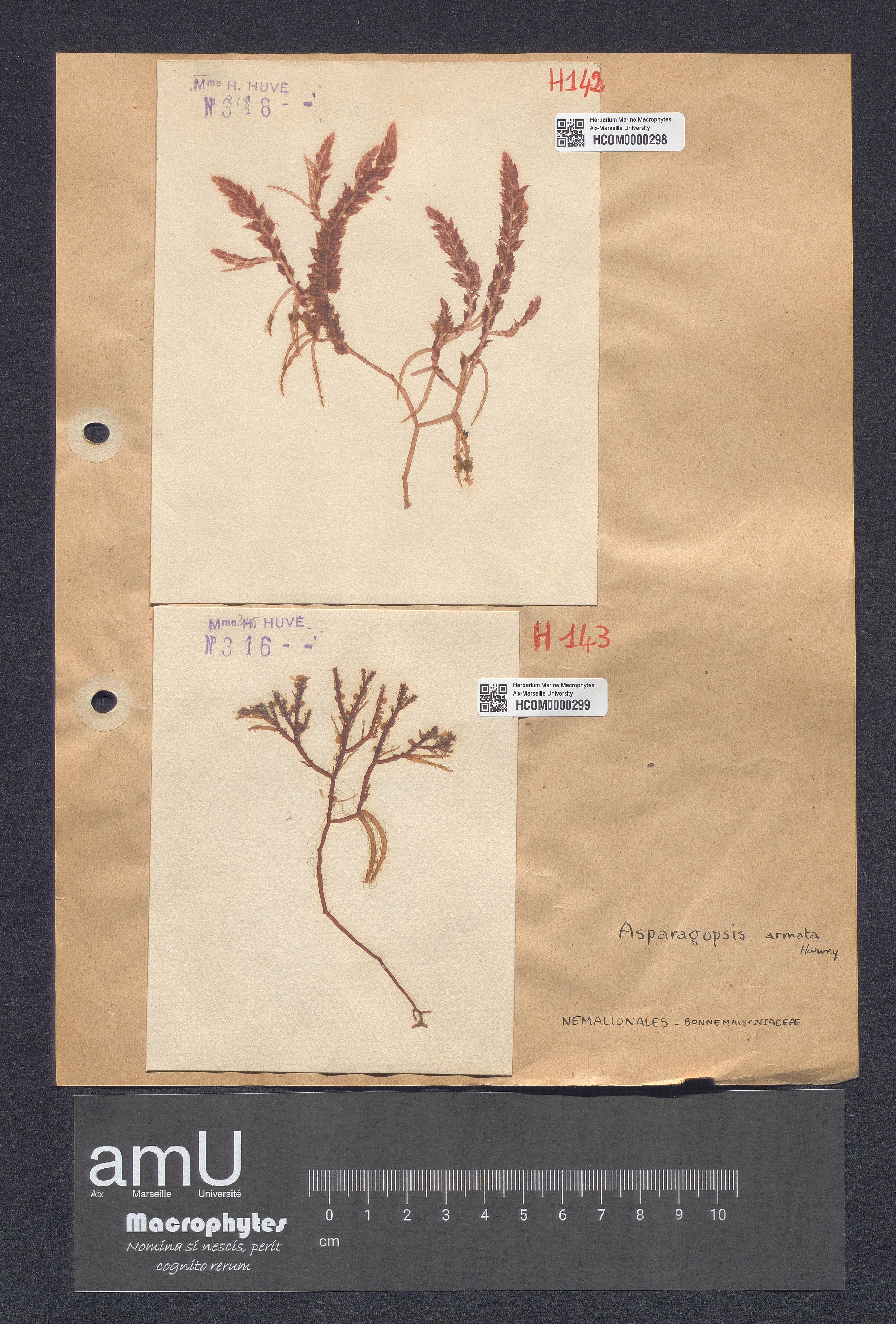 Asparagopsis armata specimen