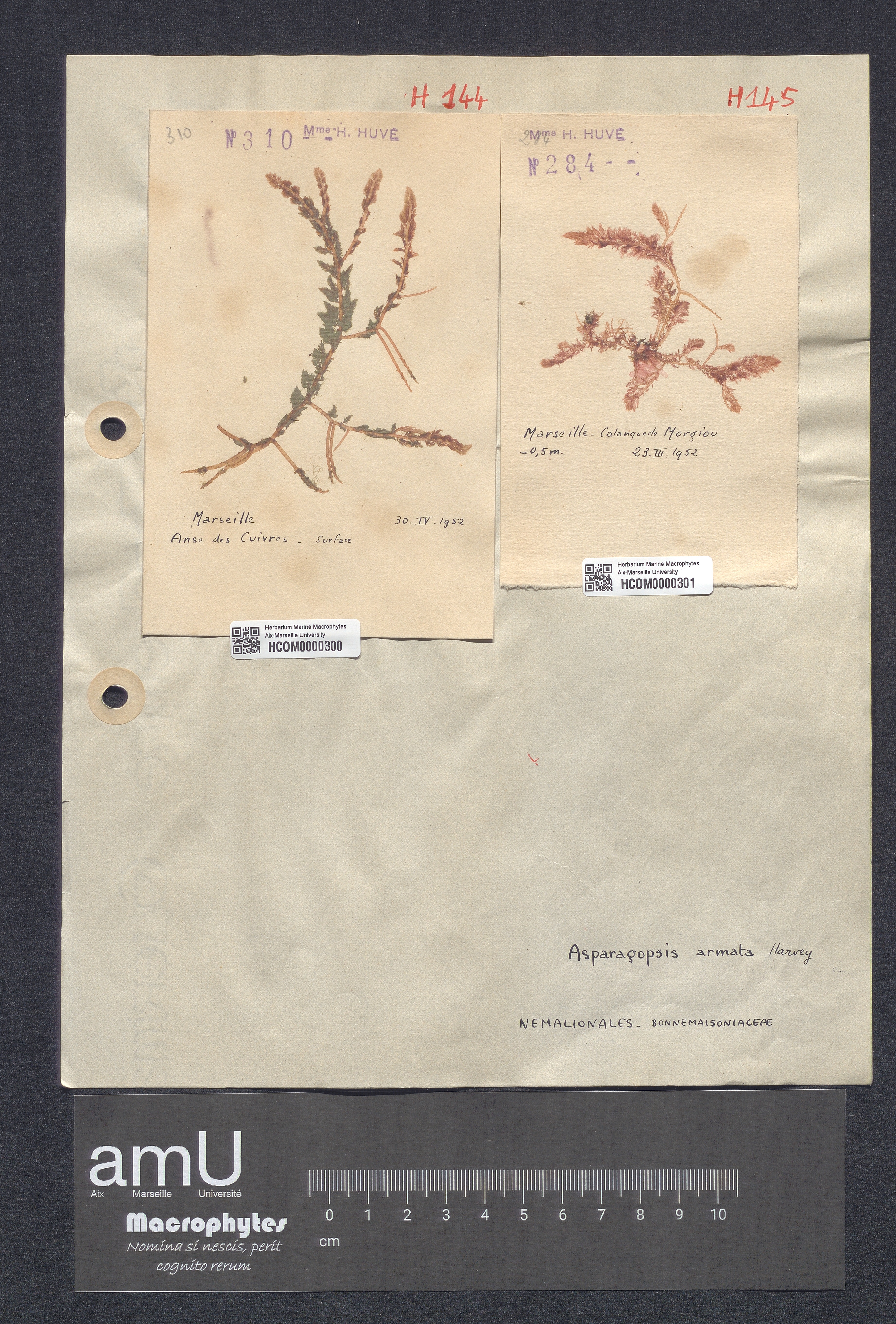 Asparagopsis armata specimen