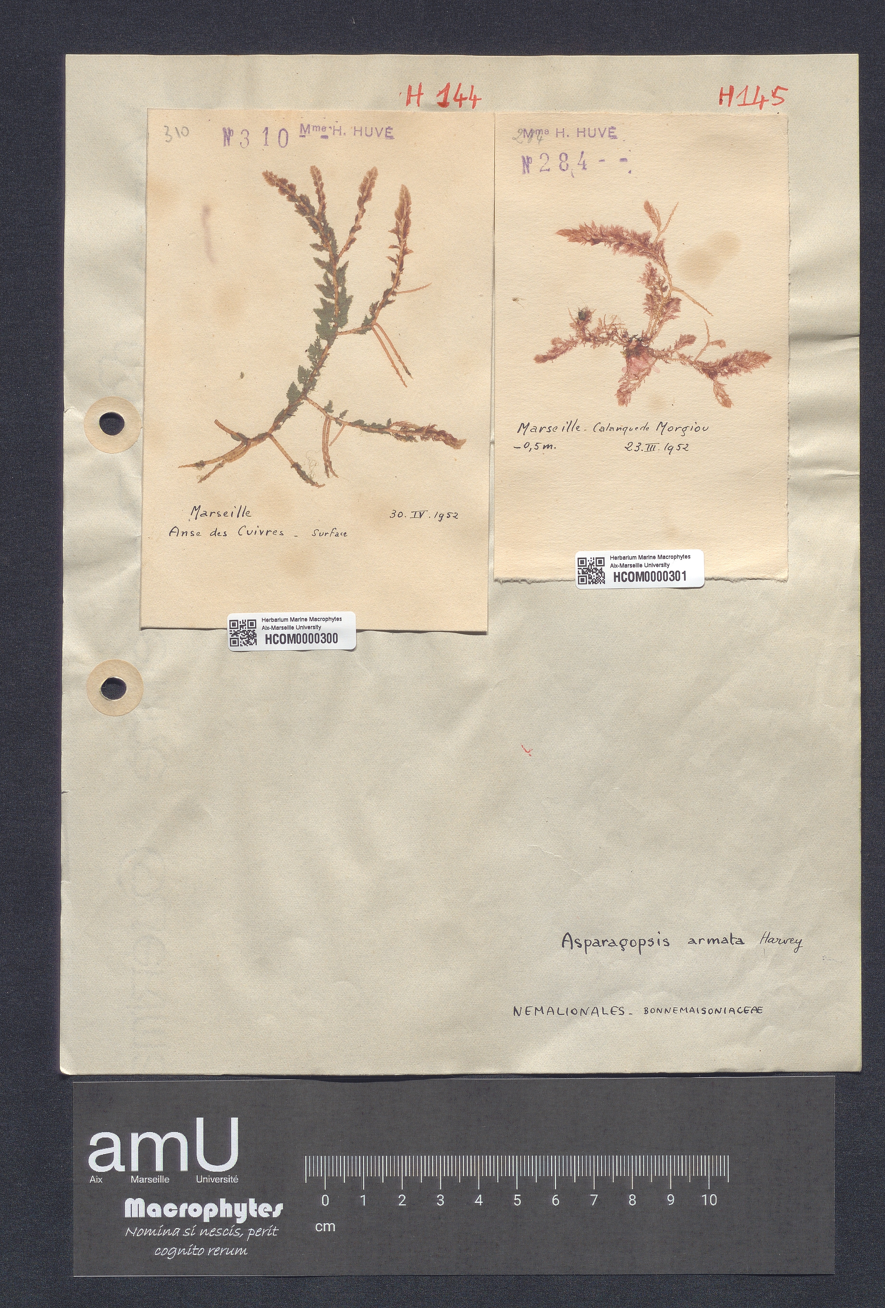 Asparagopsis armata specimen