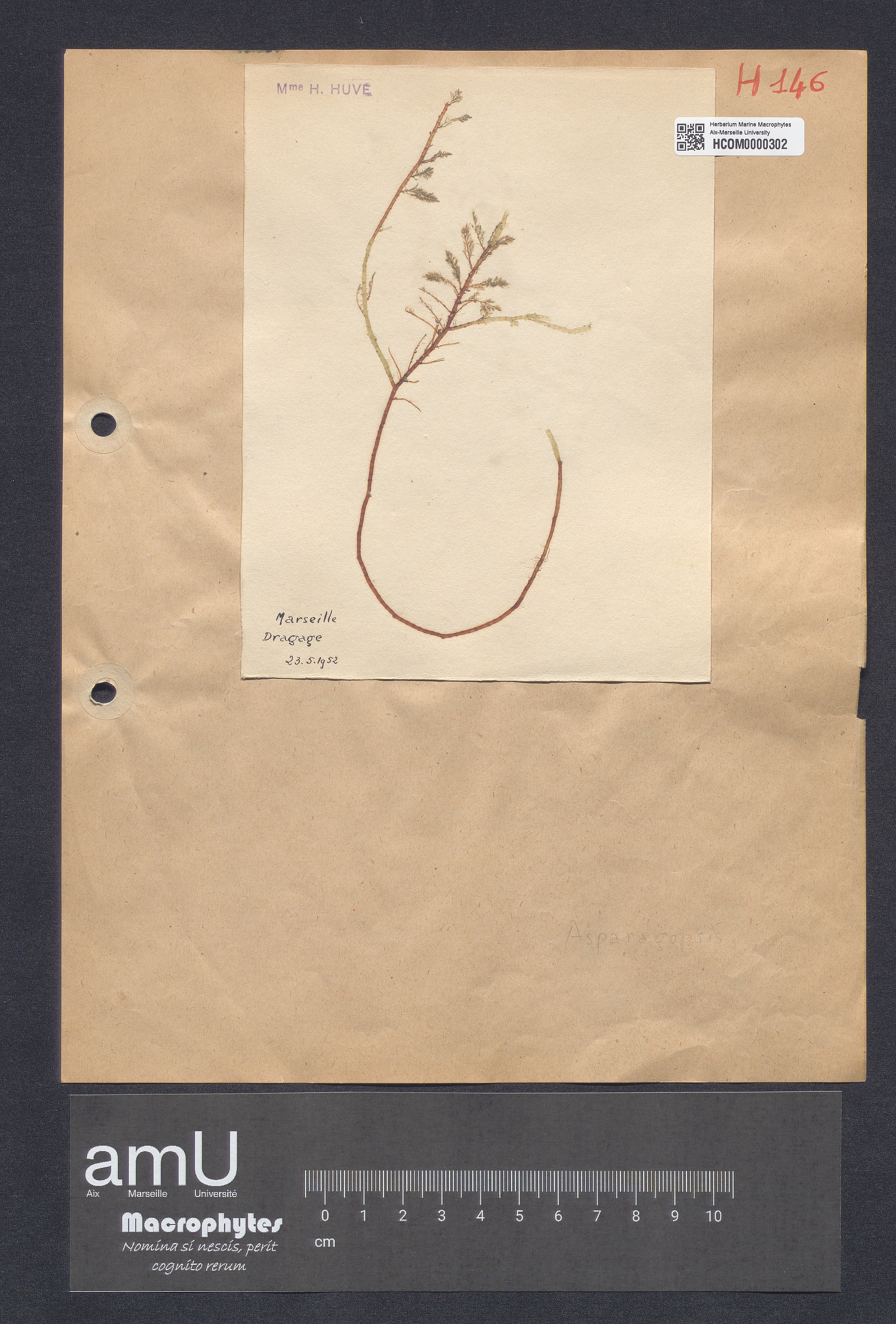 Asparagopsis armata specimen