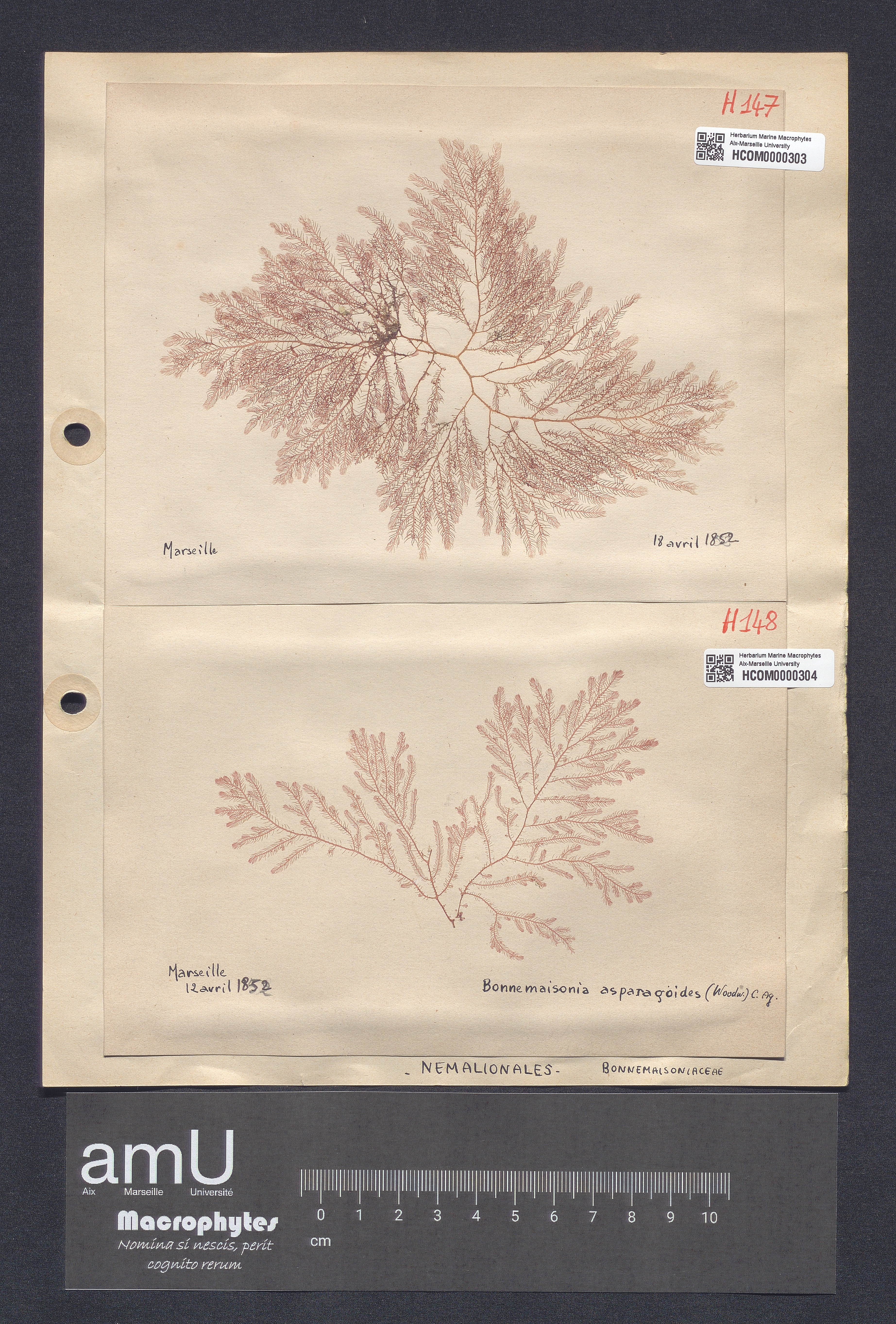 Bonnemaisonia asparagoides specimen