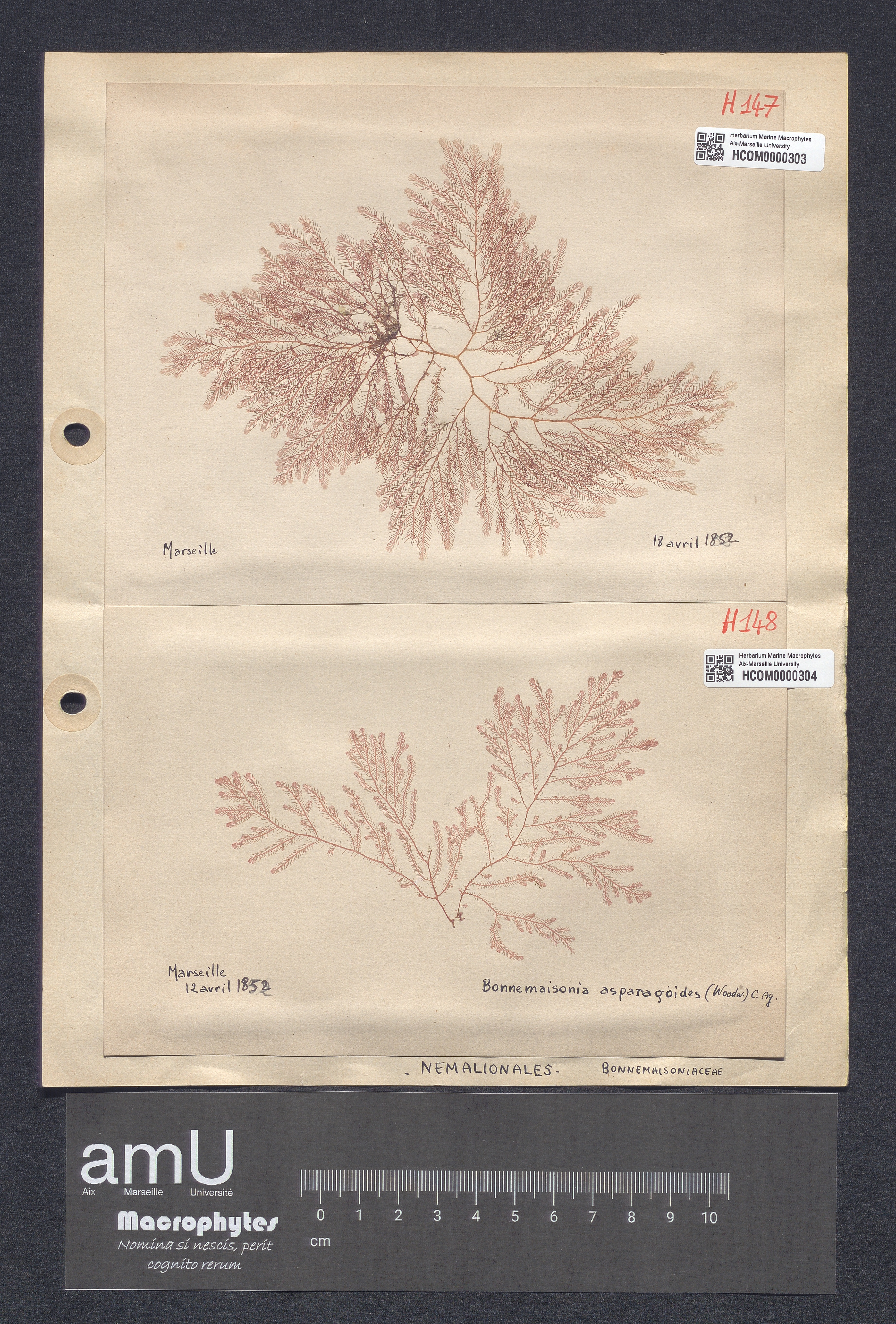 Bonnemaisonia asparagoides specimen