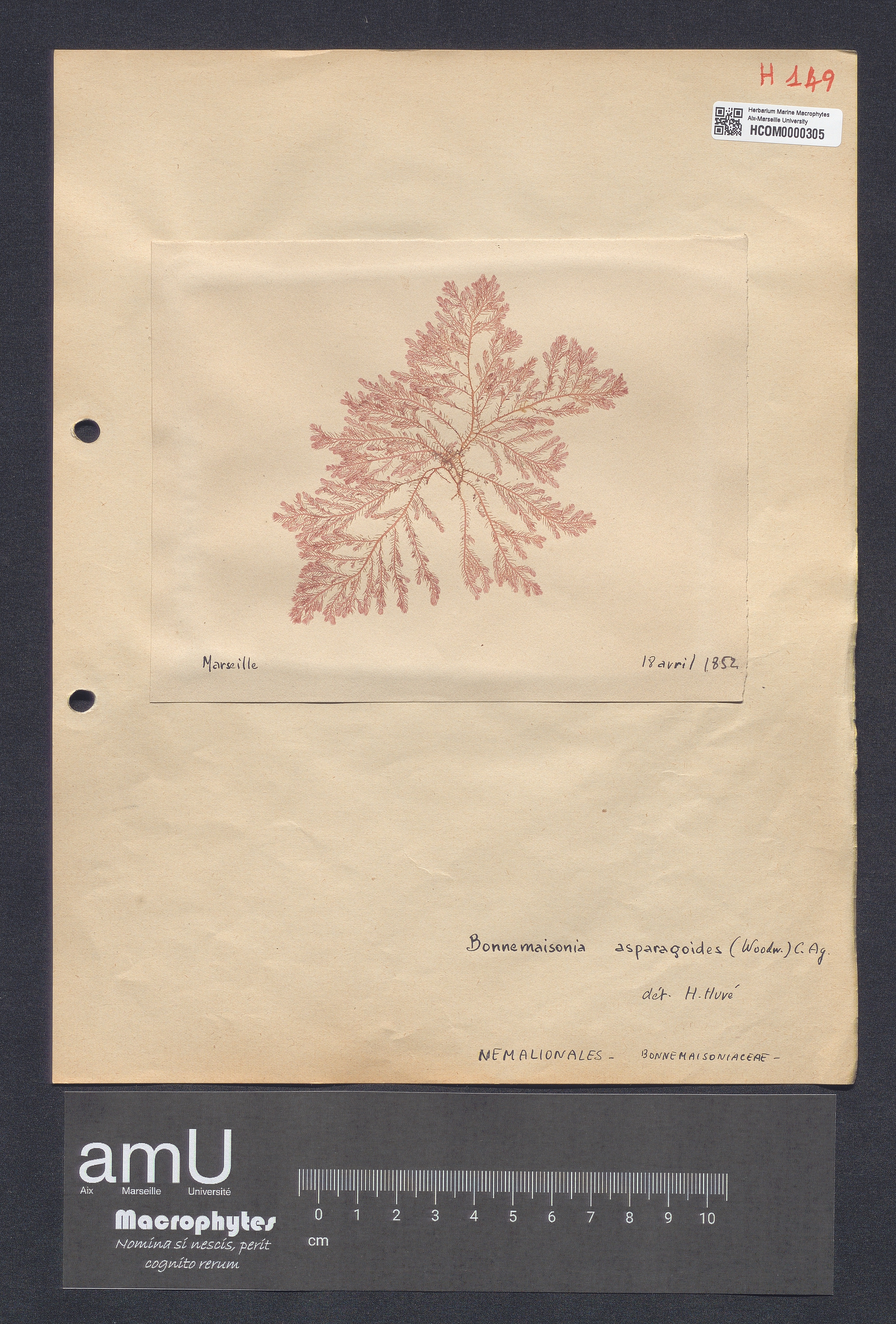 Bonnemaisonia asparagoides specimen