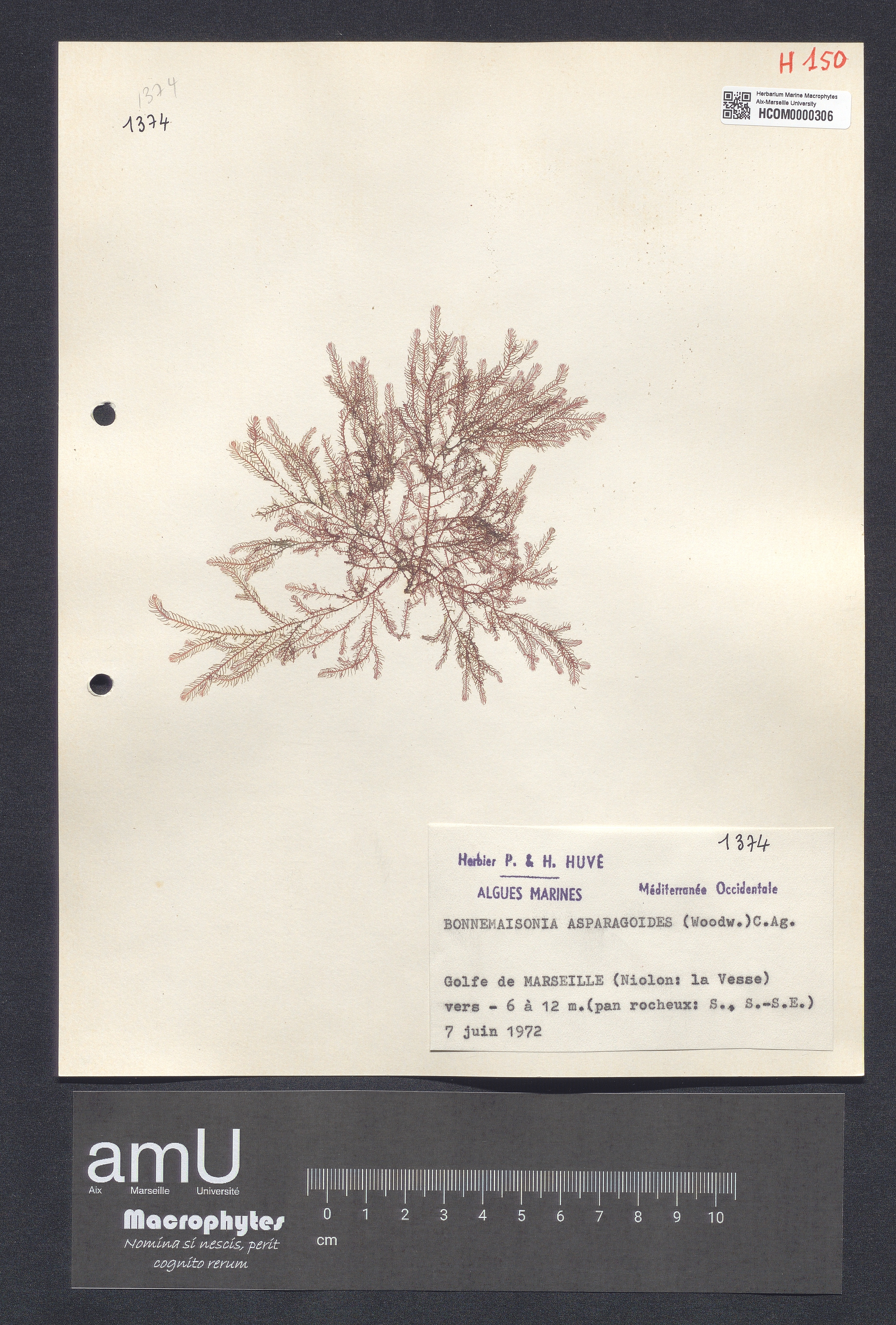 Bonnemaisonia asparagoides specimen