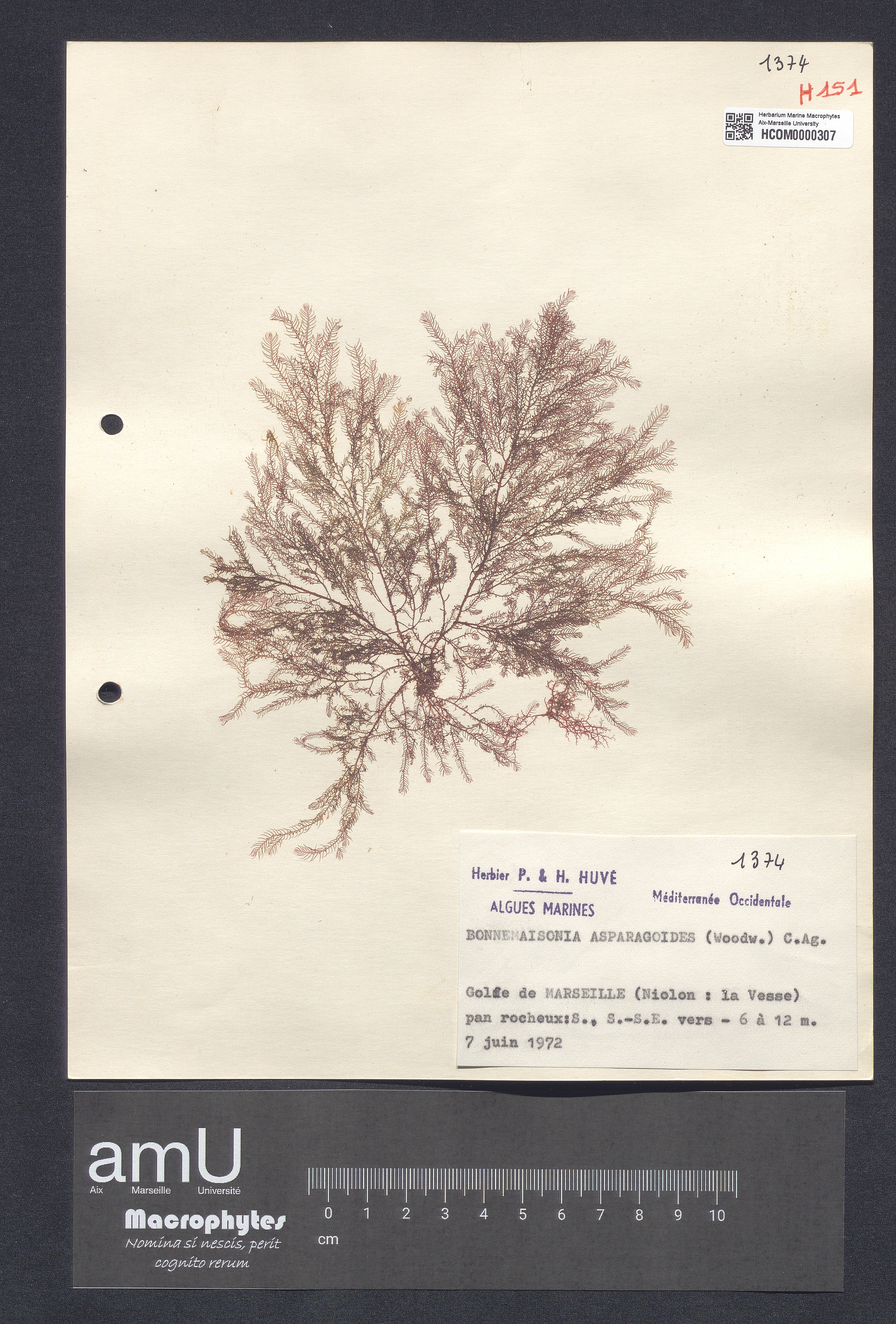 Bonnemaisonia asparagoides specimen