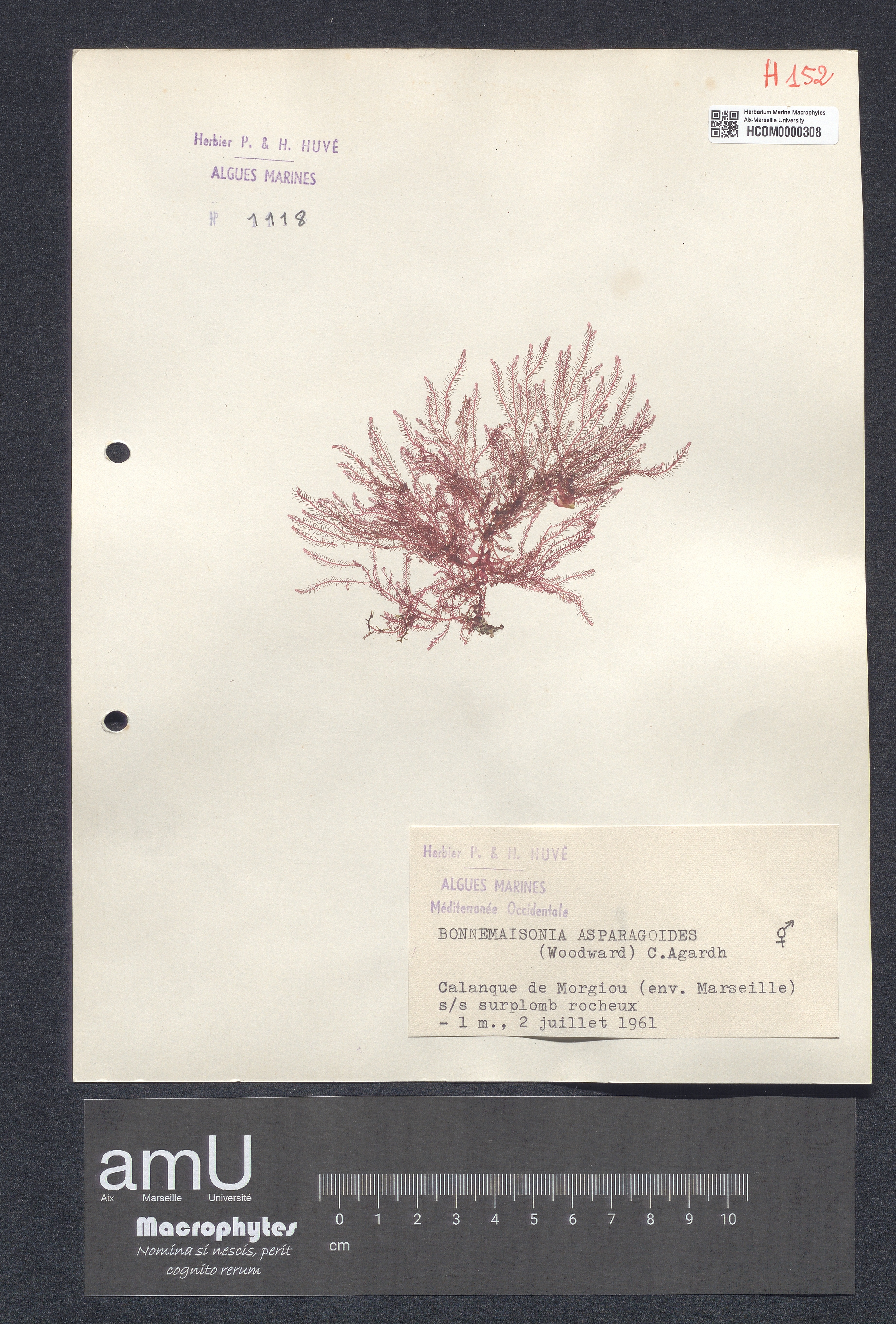 Bonnemaisonia asparagoides specimen