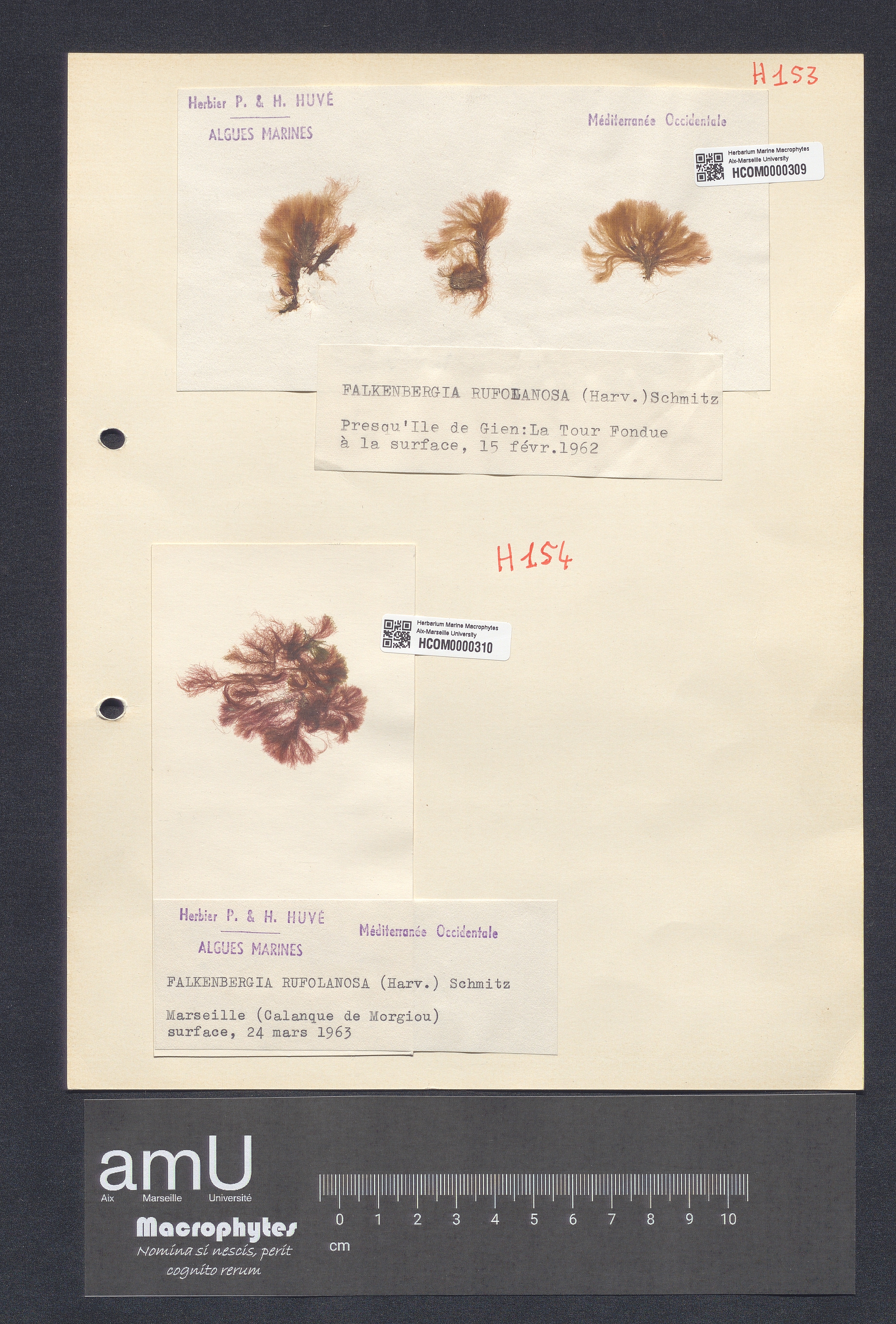 Falkenbergia rufolanosa specimen