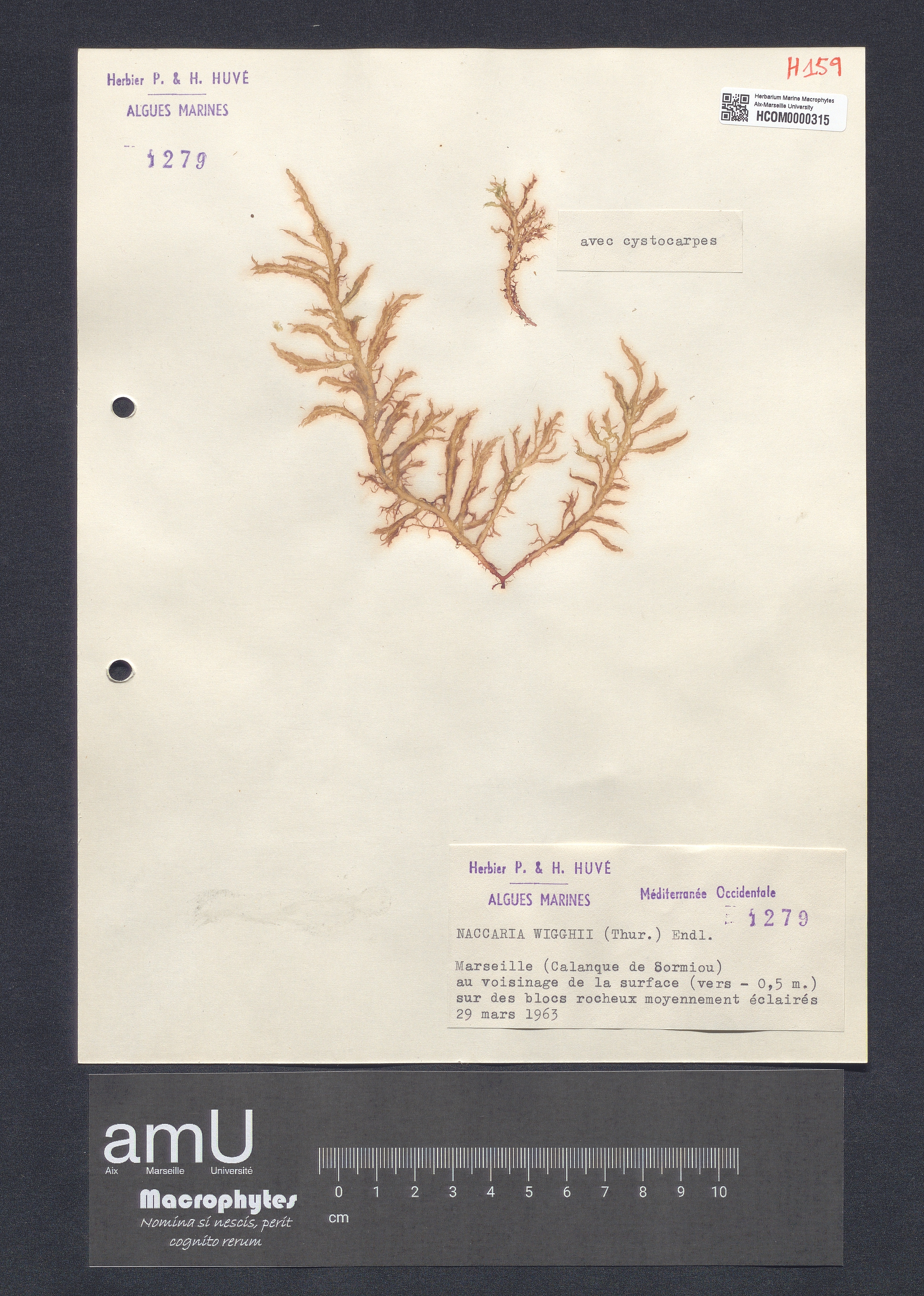 Nacccaria wigghii specimen