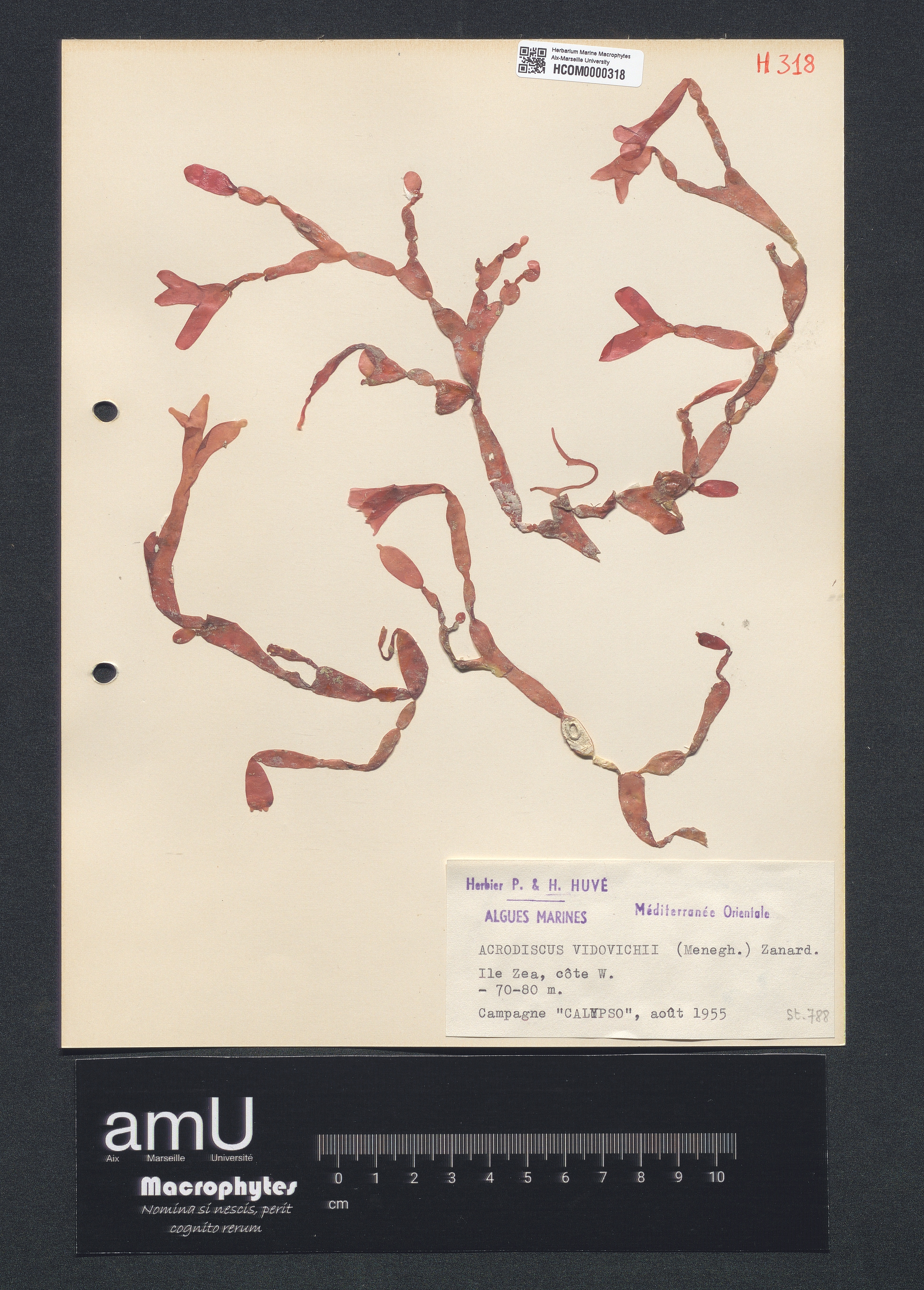 Acrodiscus vidovichii specimen