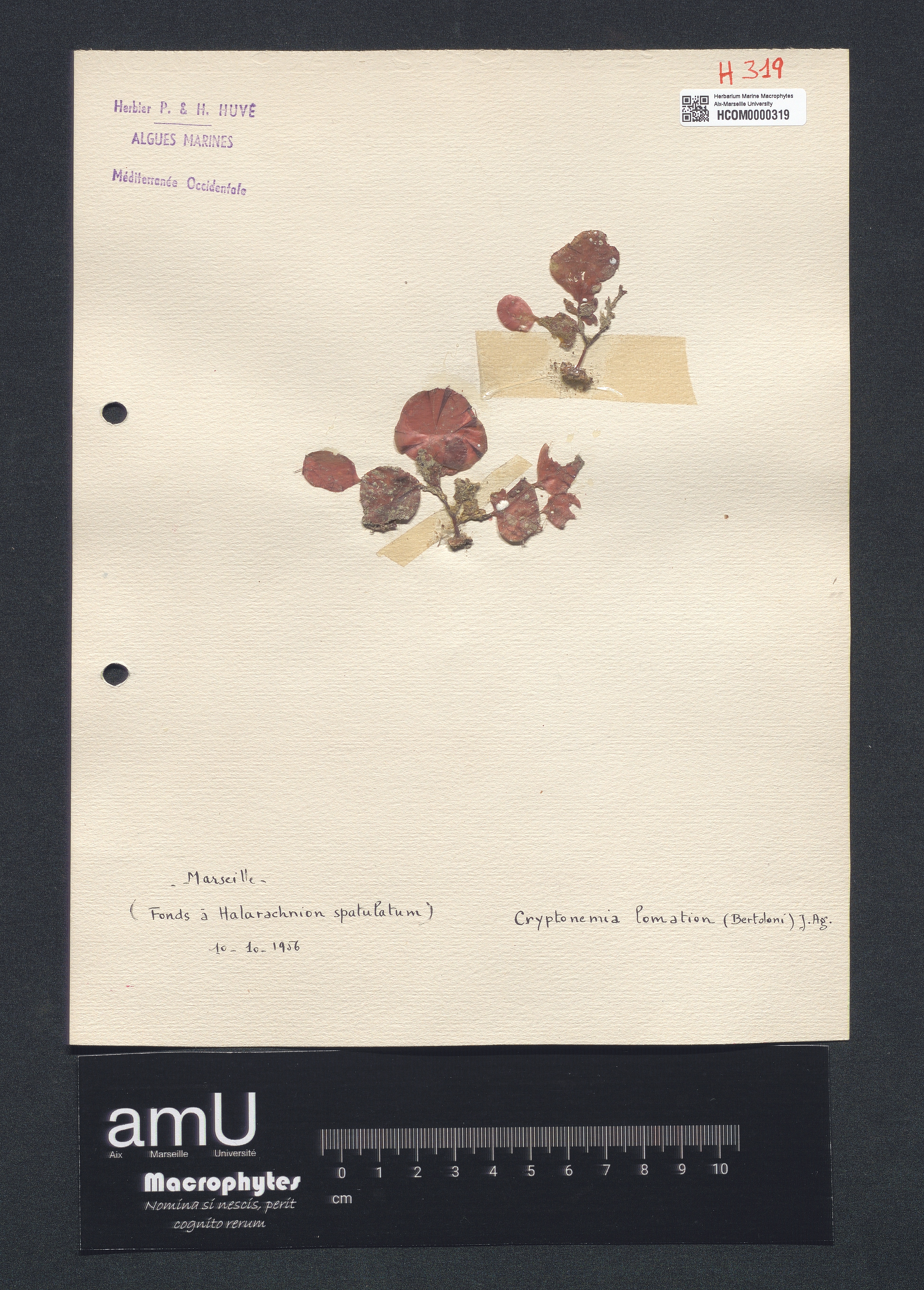 Cryptonemia lomation specimen