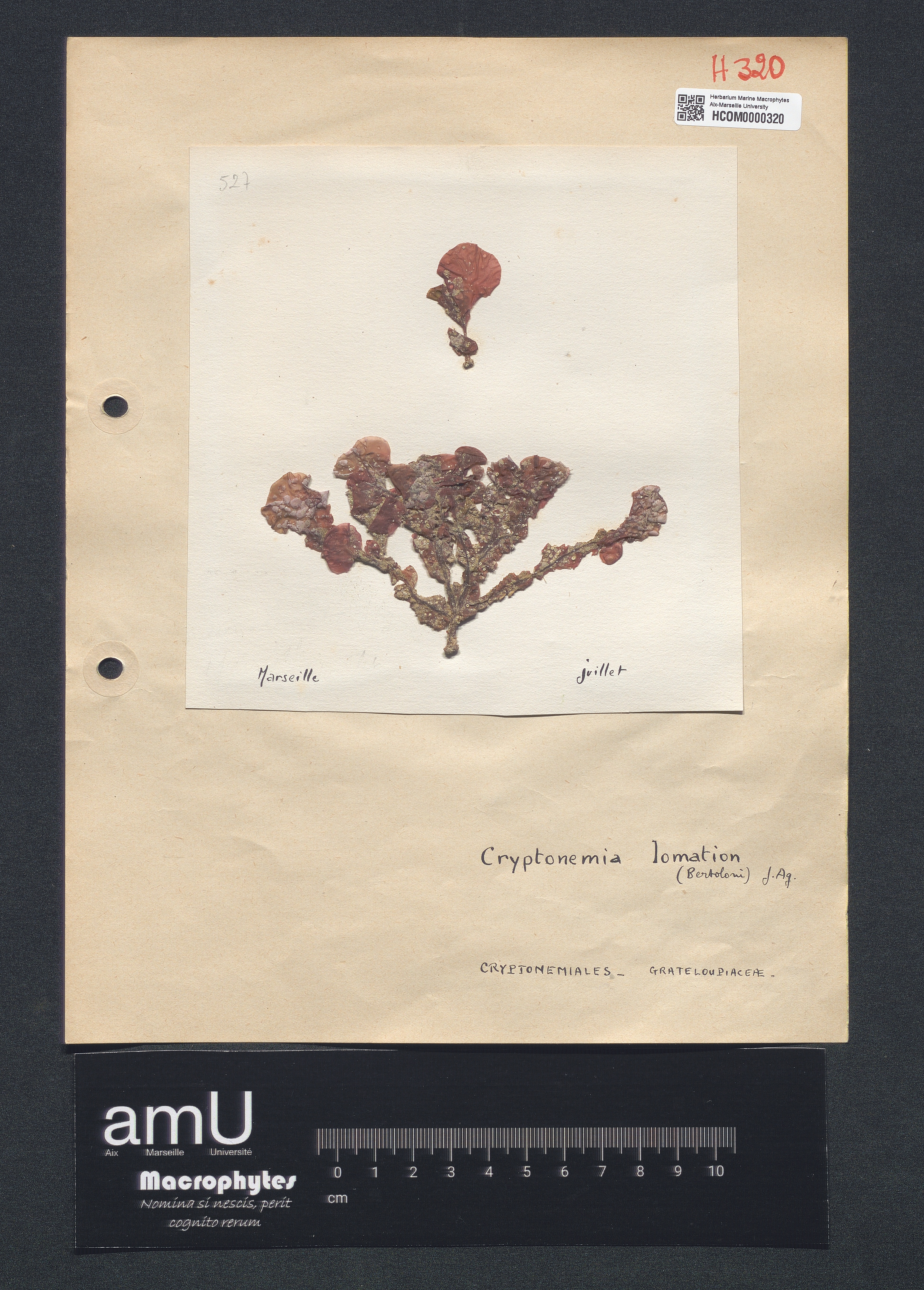 Cryptonemia lomation specimen