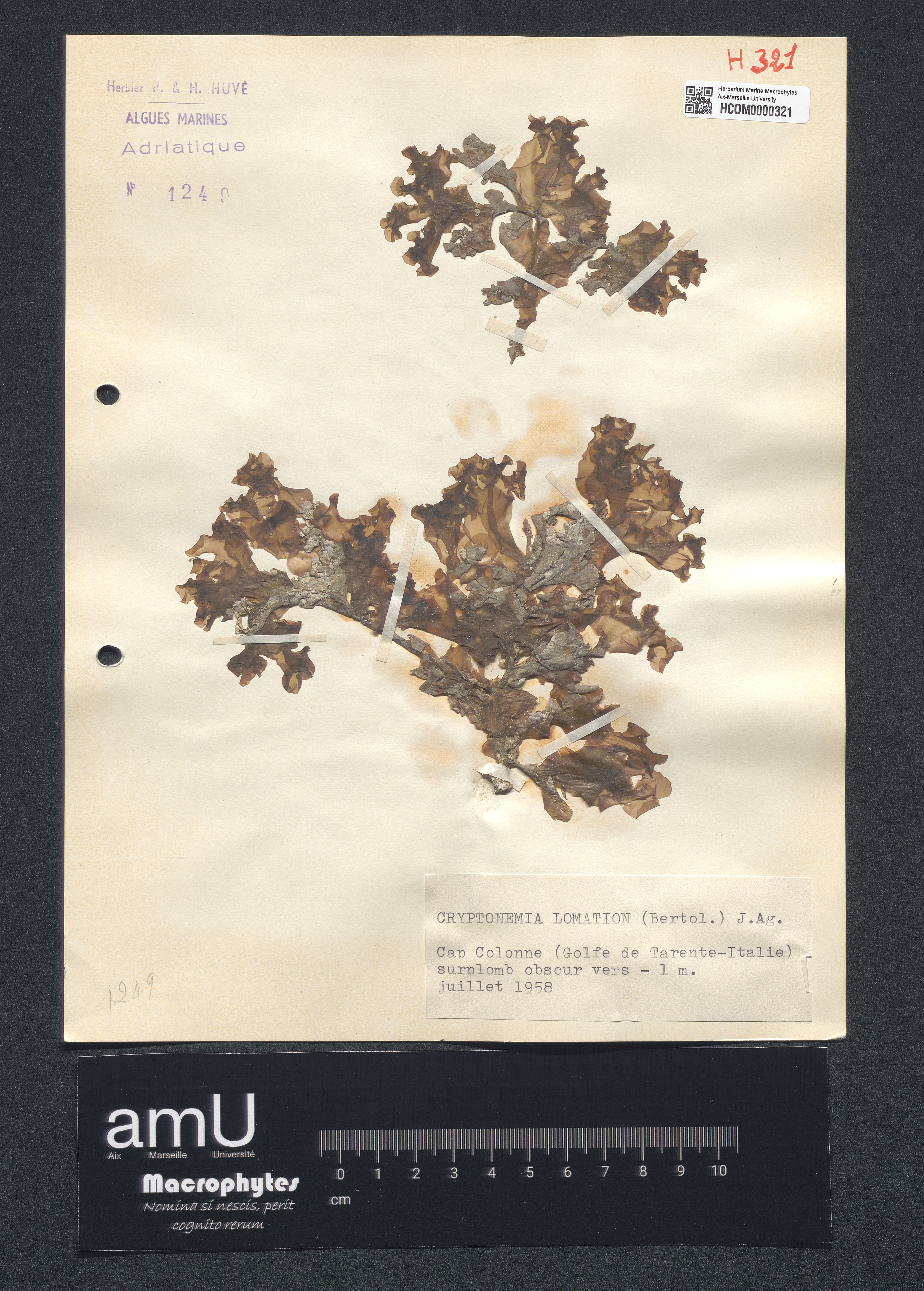 Cryptonemia lomation specimen