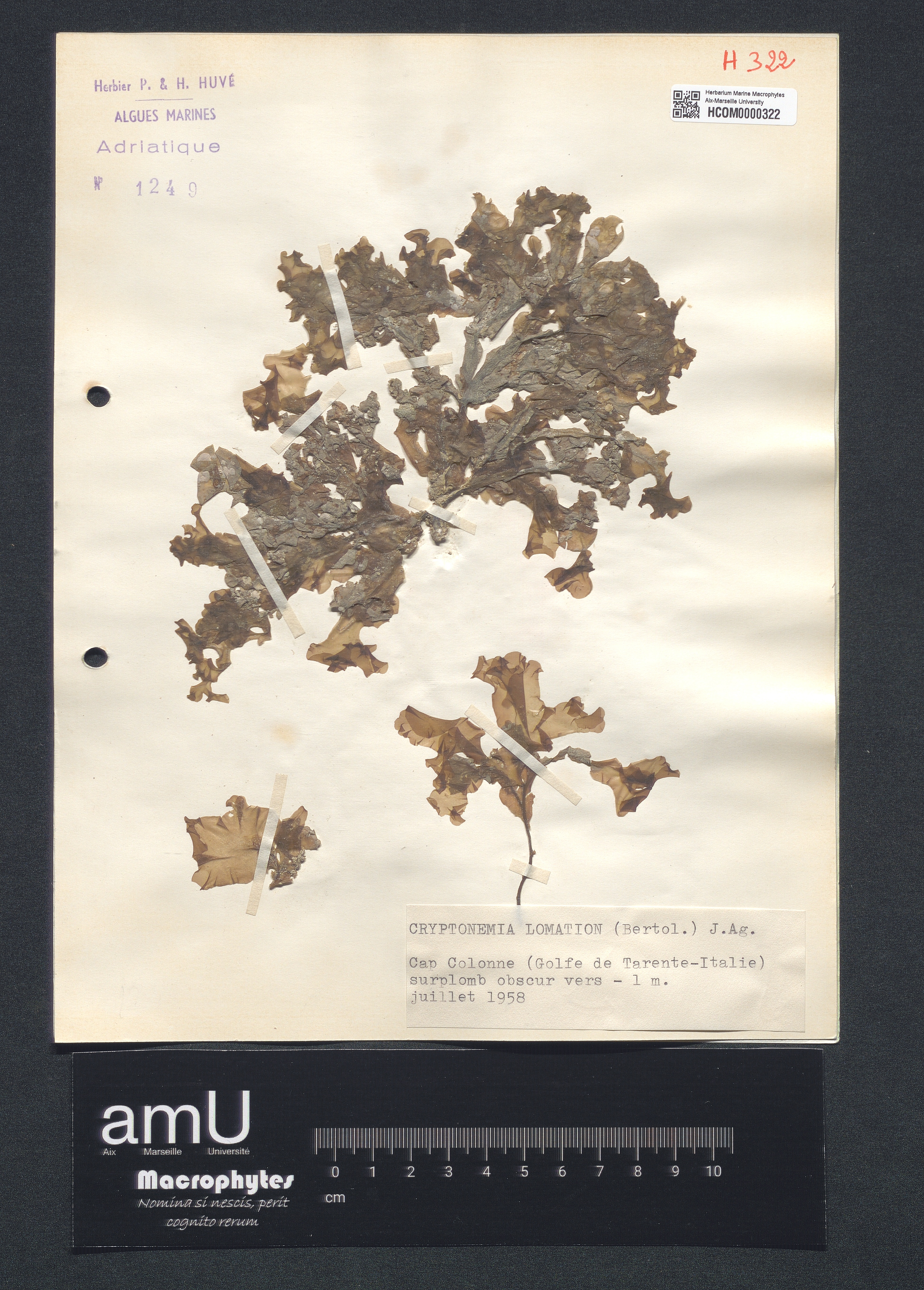 Cryptonemia lomation specimen