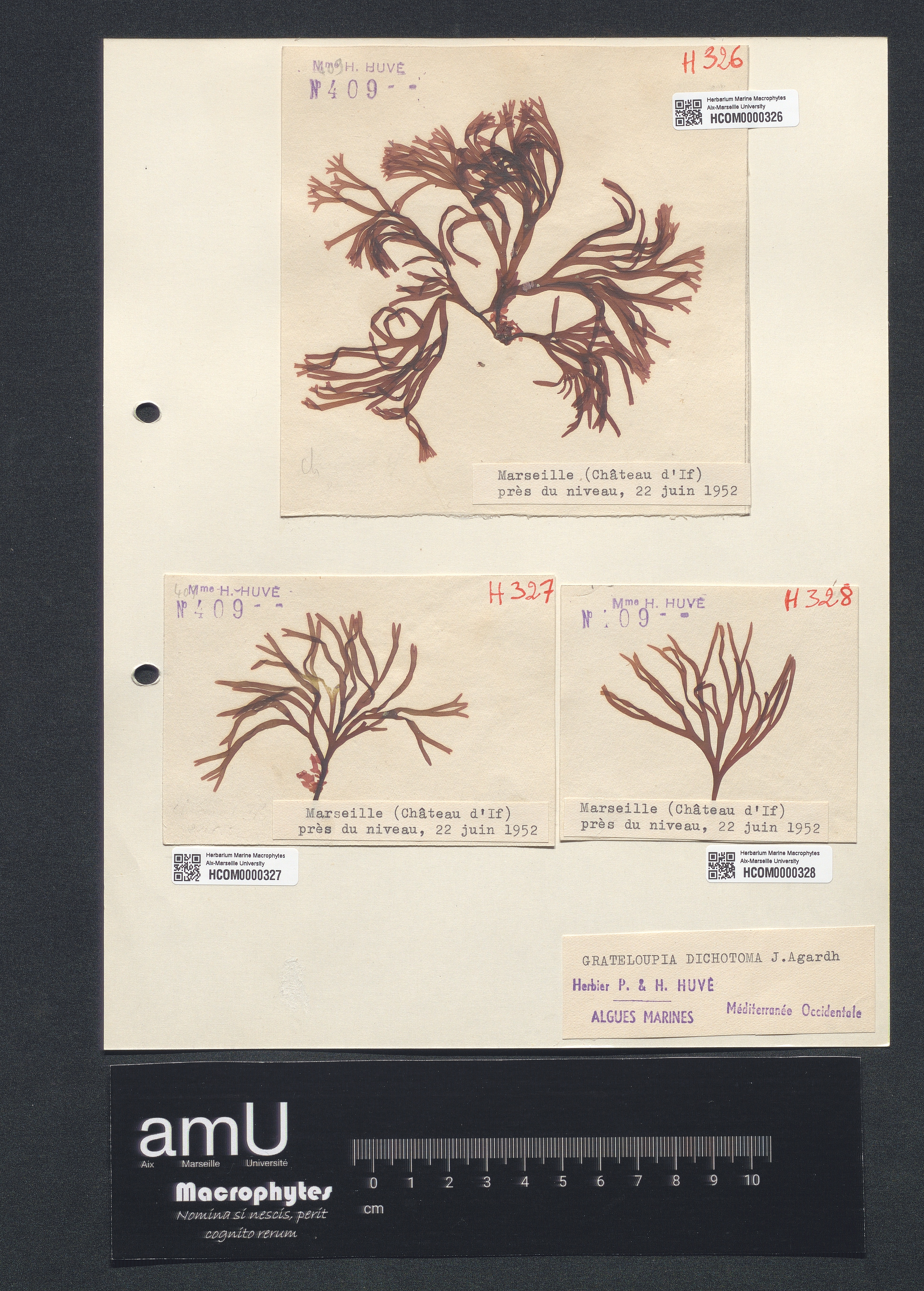 Grateloupia dichotoma specimen
