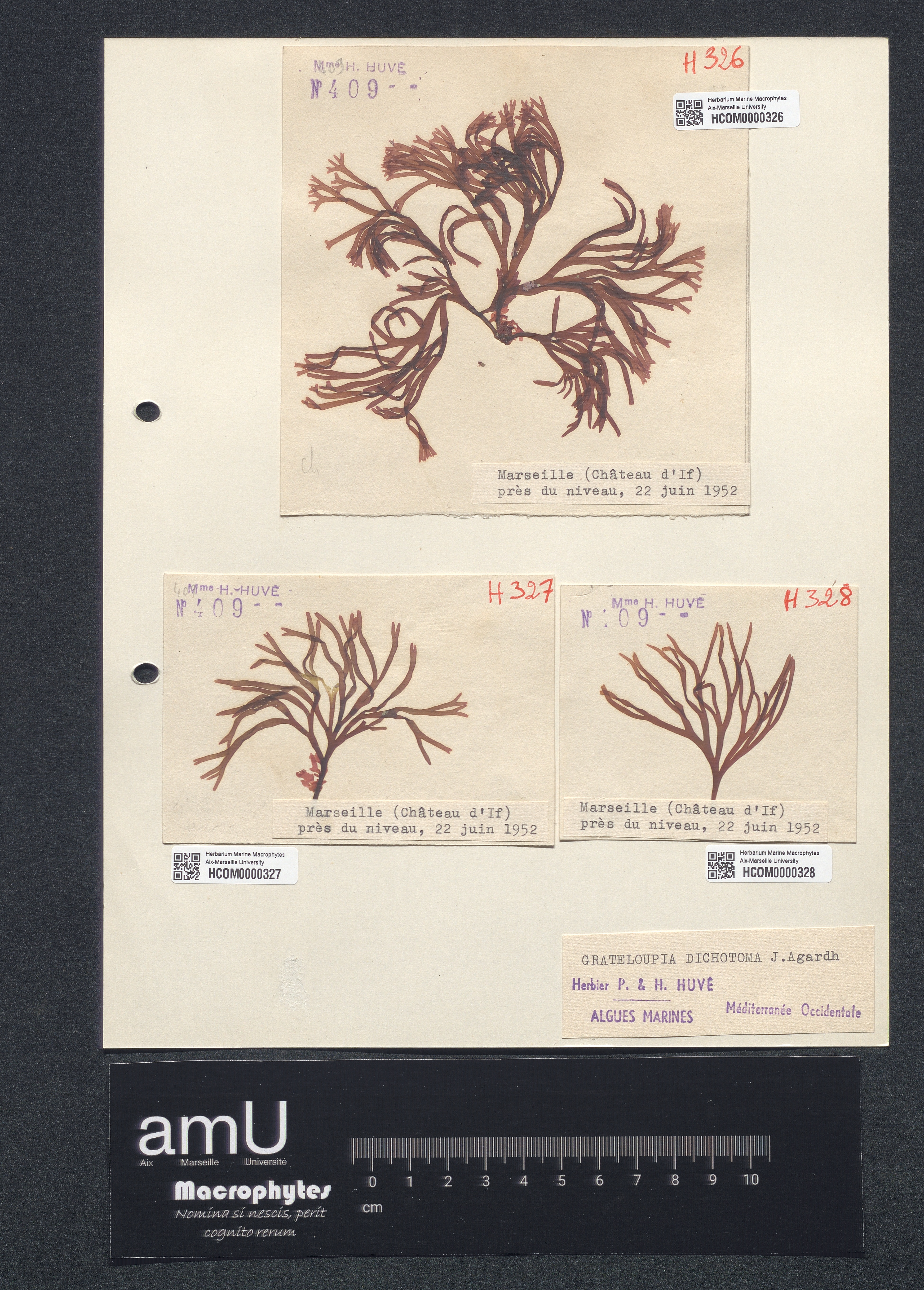 Grateloupia dichotoma specimen