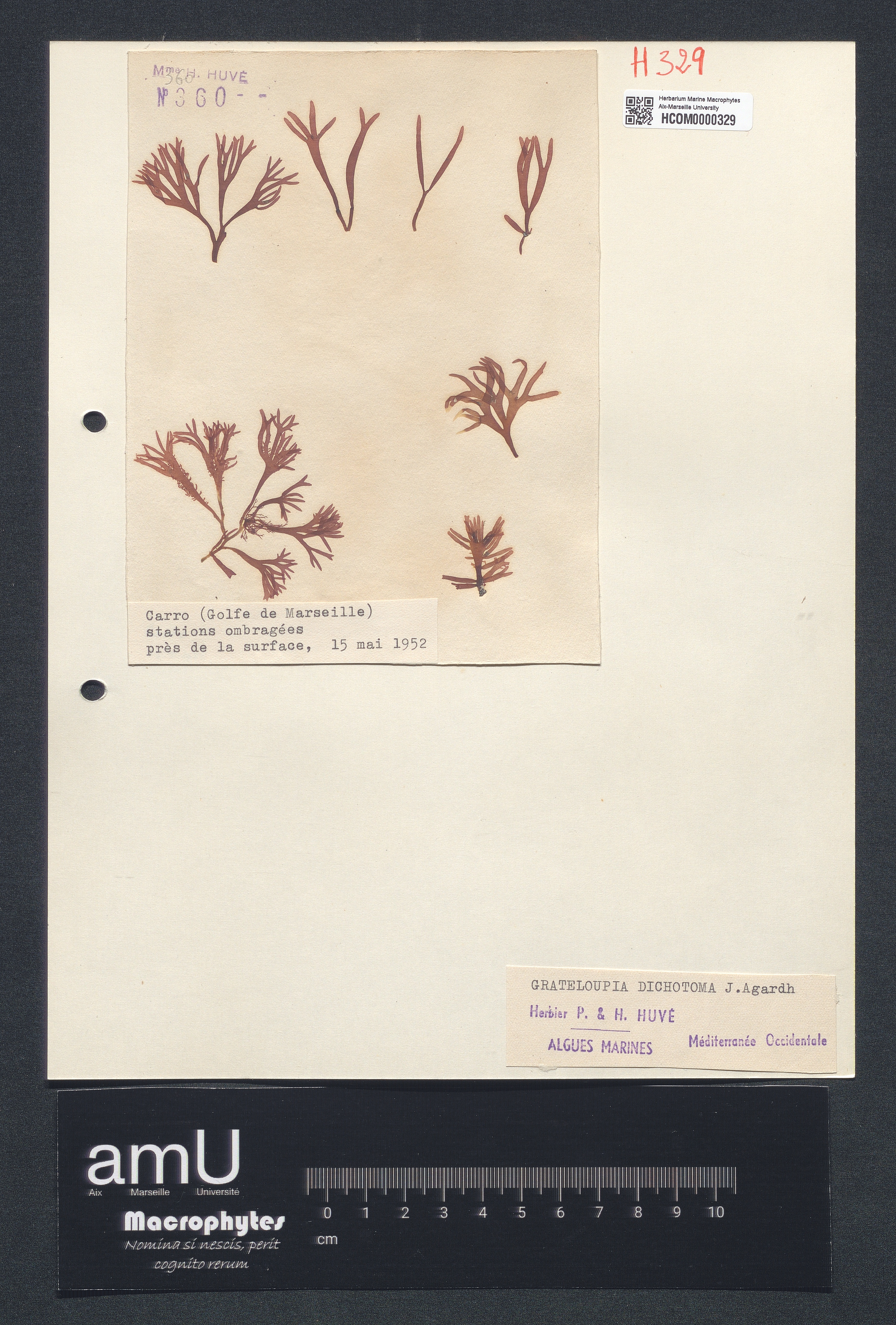 Grateloupia dichotoma specimen