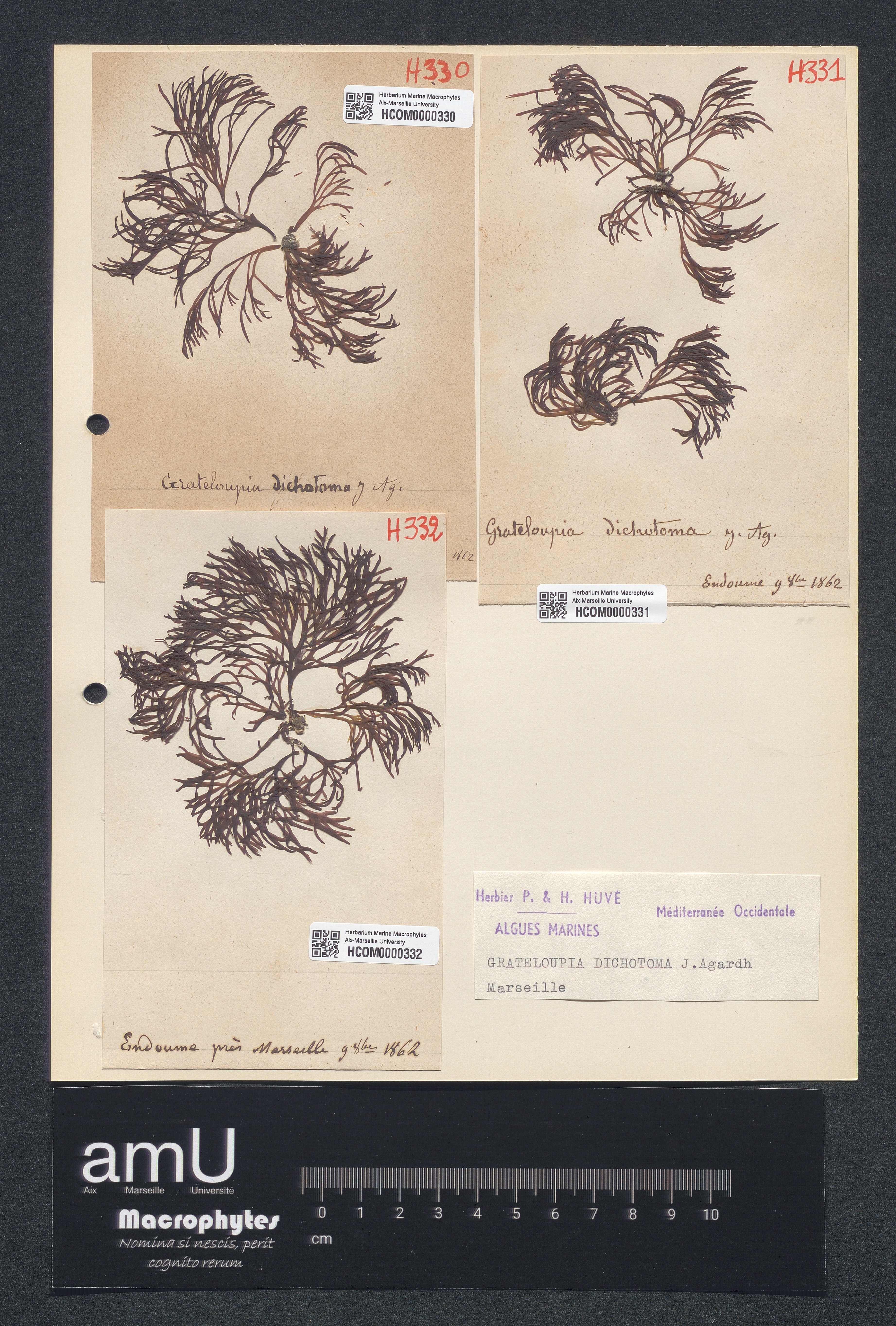 Grateloupia dichotoma specimen