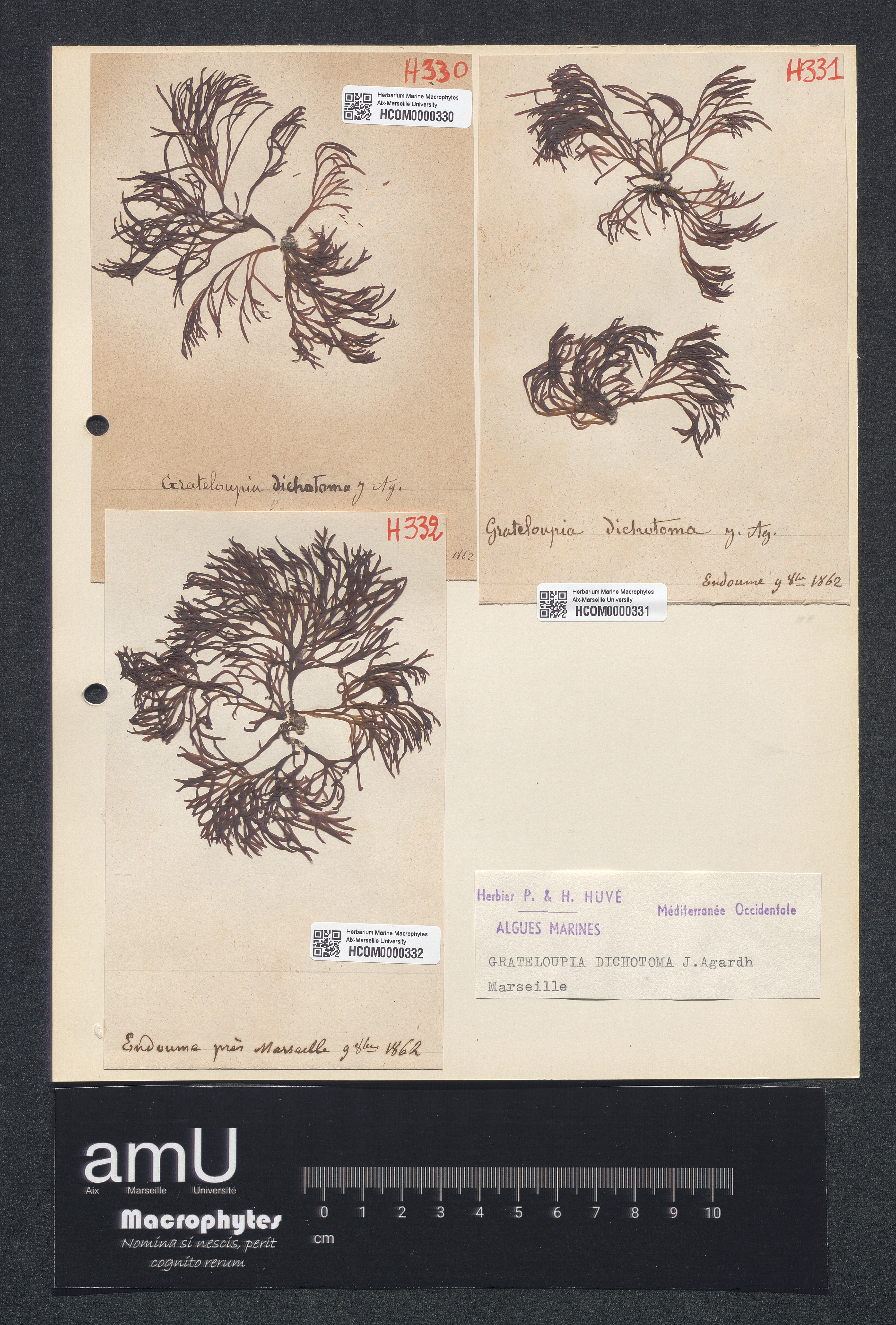 Grateloupia dichotoma specimen