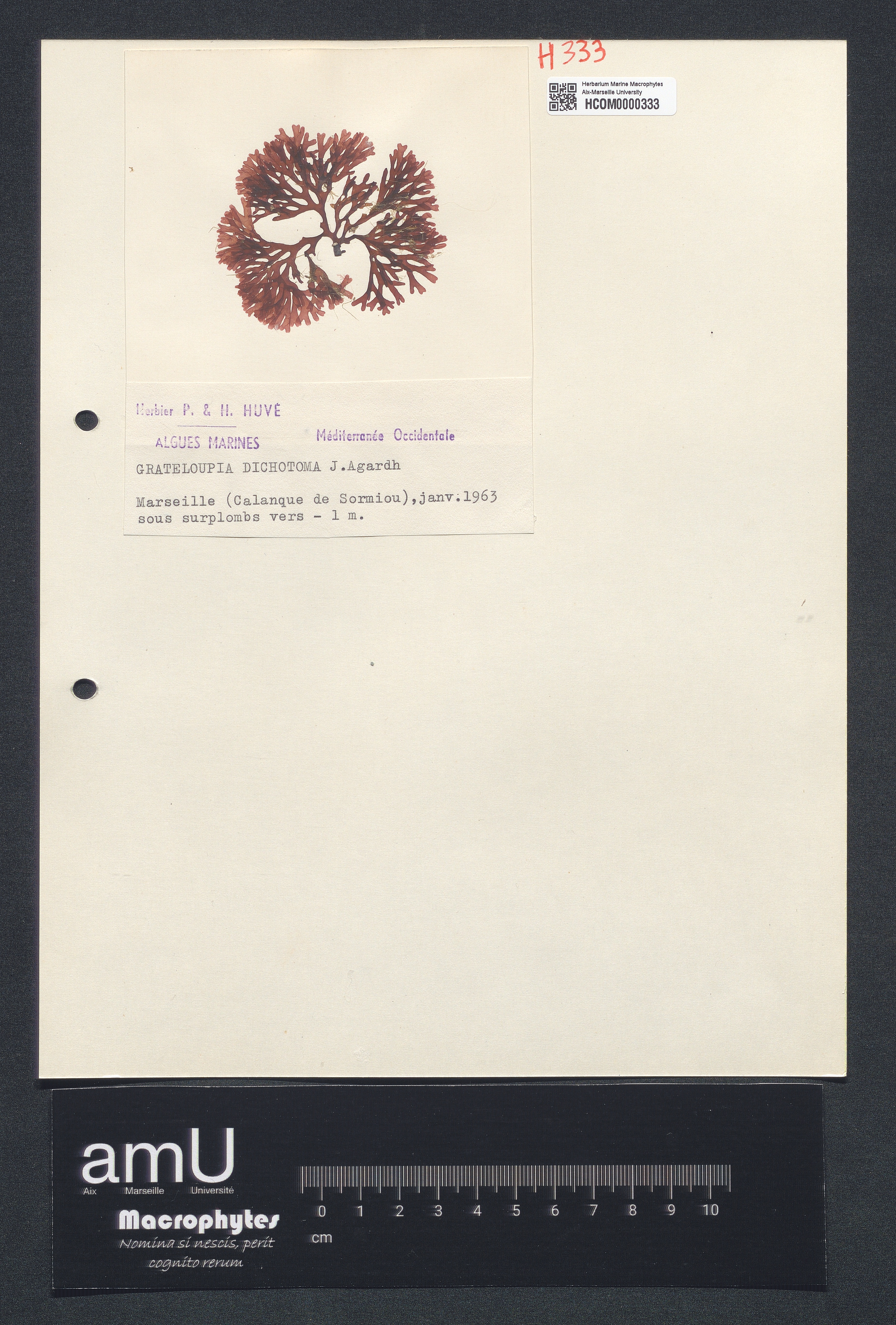 Grateloupia dichotoma specimen