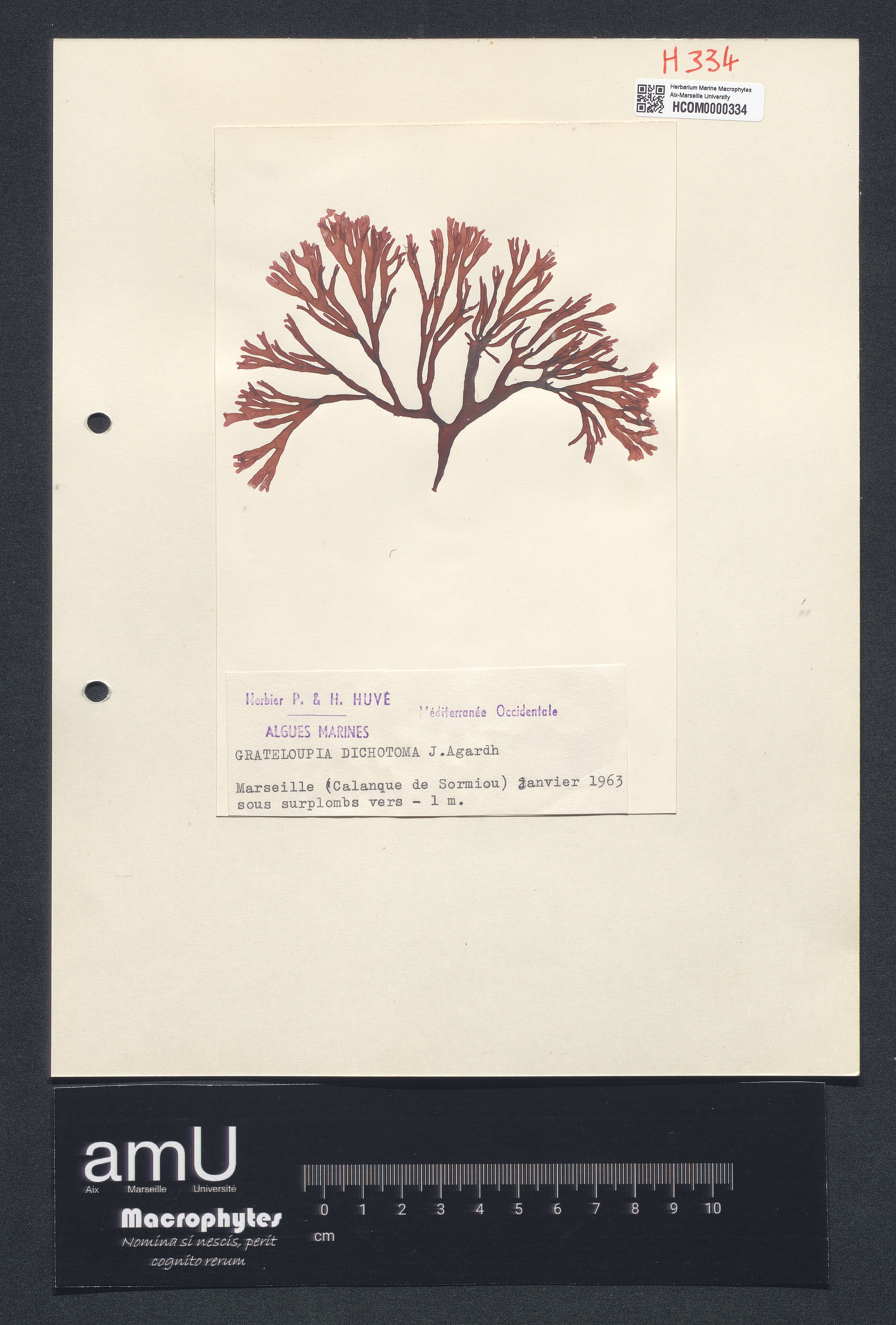 Grateloupia dichotoma specimen