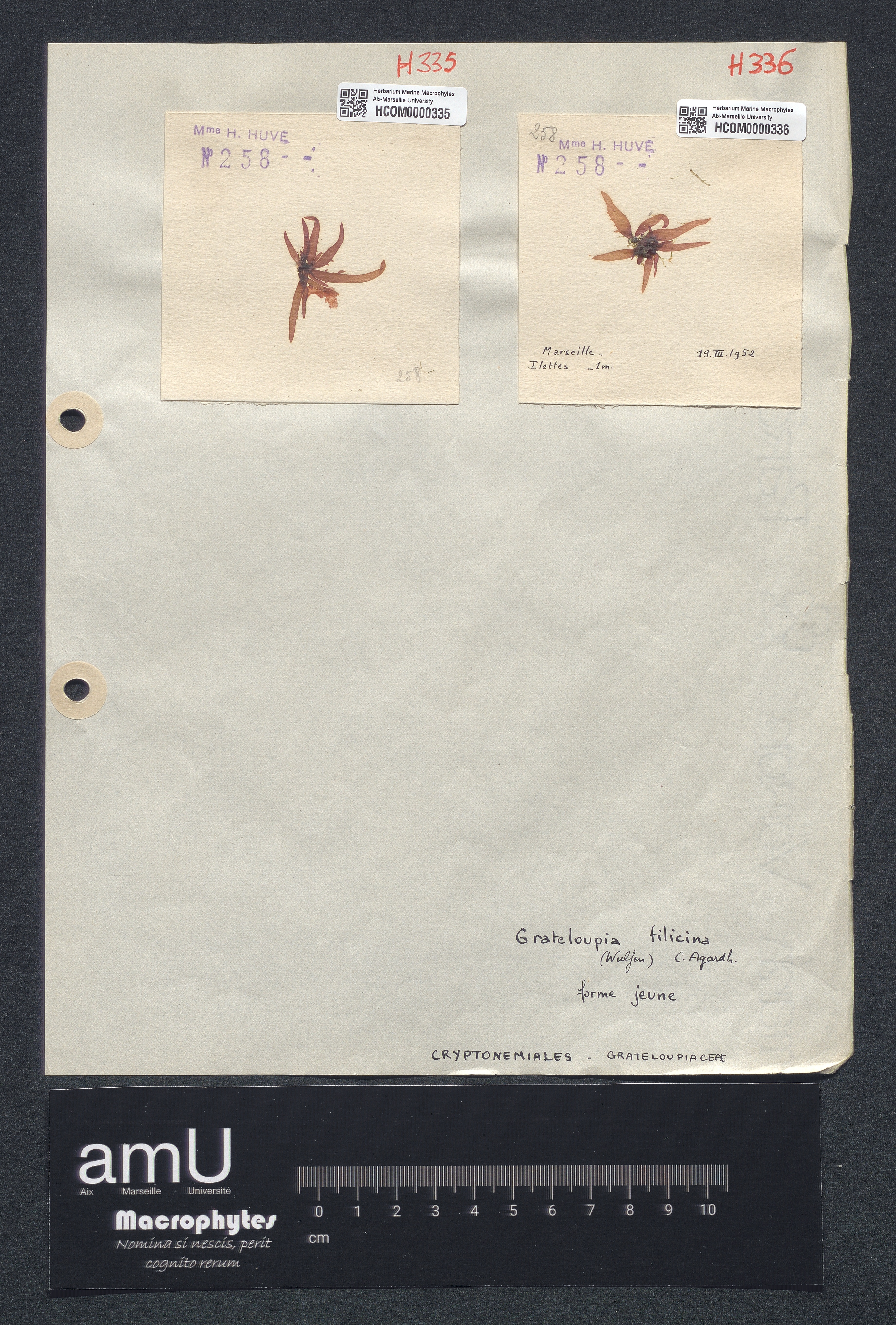 Grateloupia filicina specimen