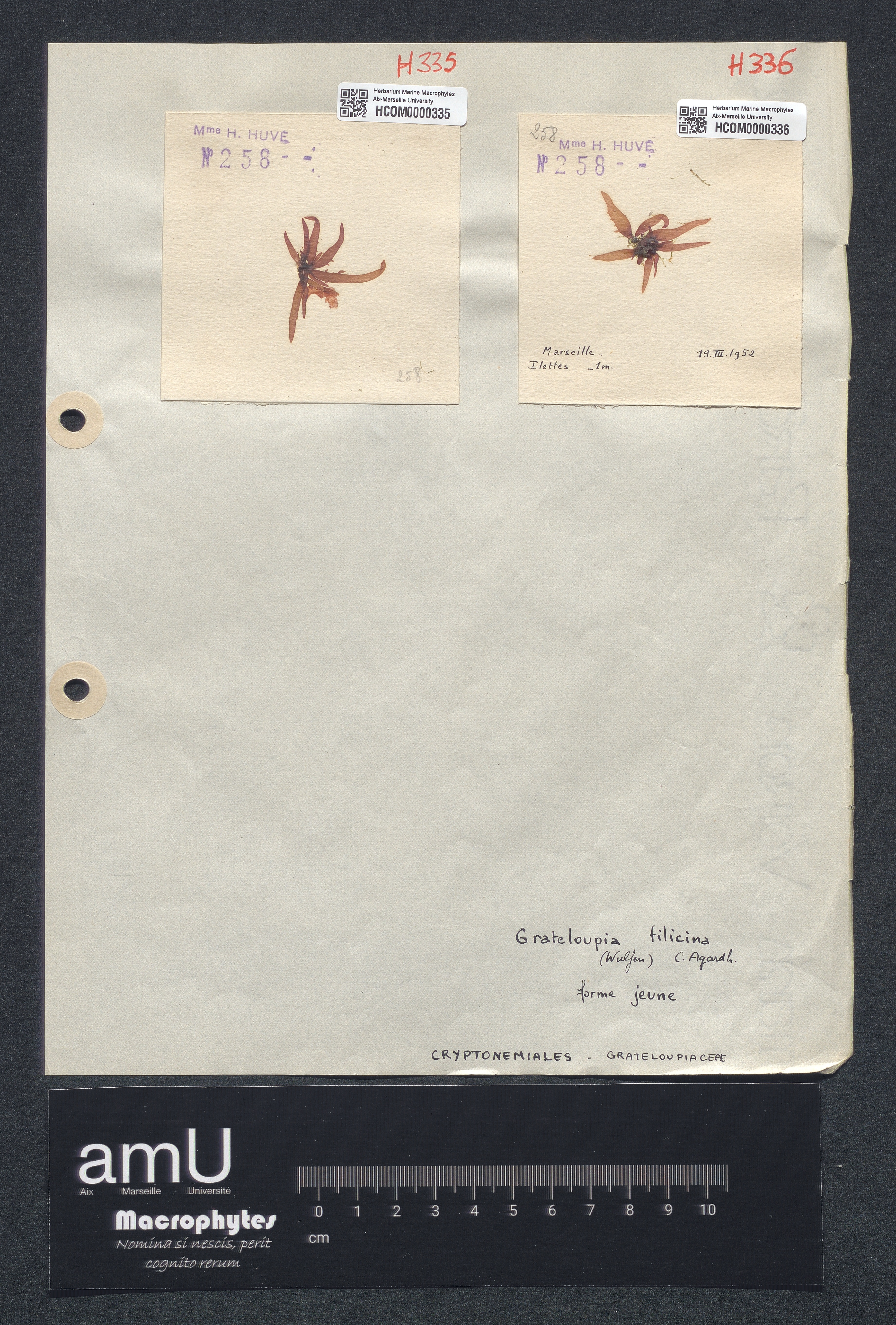 Grateloupia filicina specimen