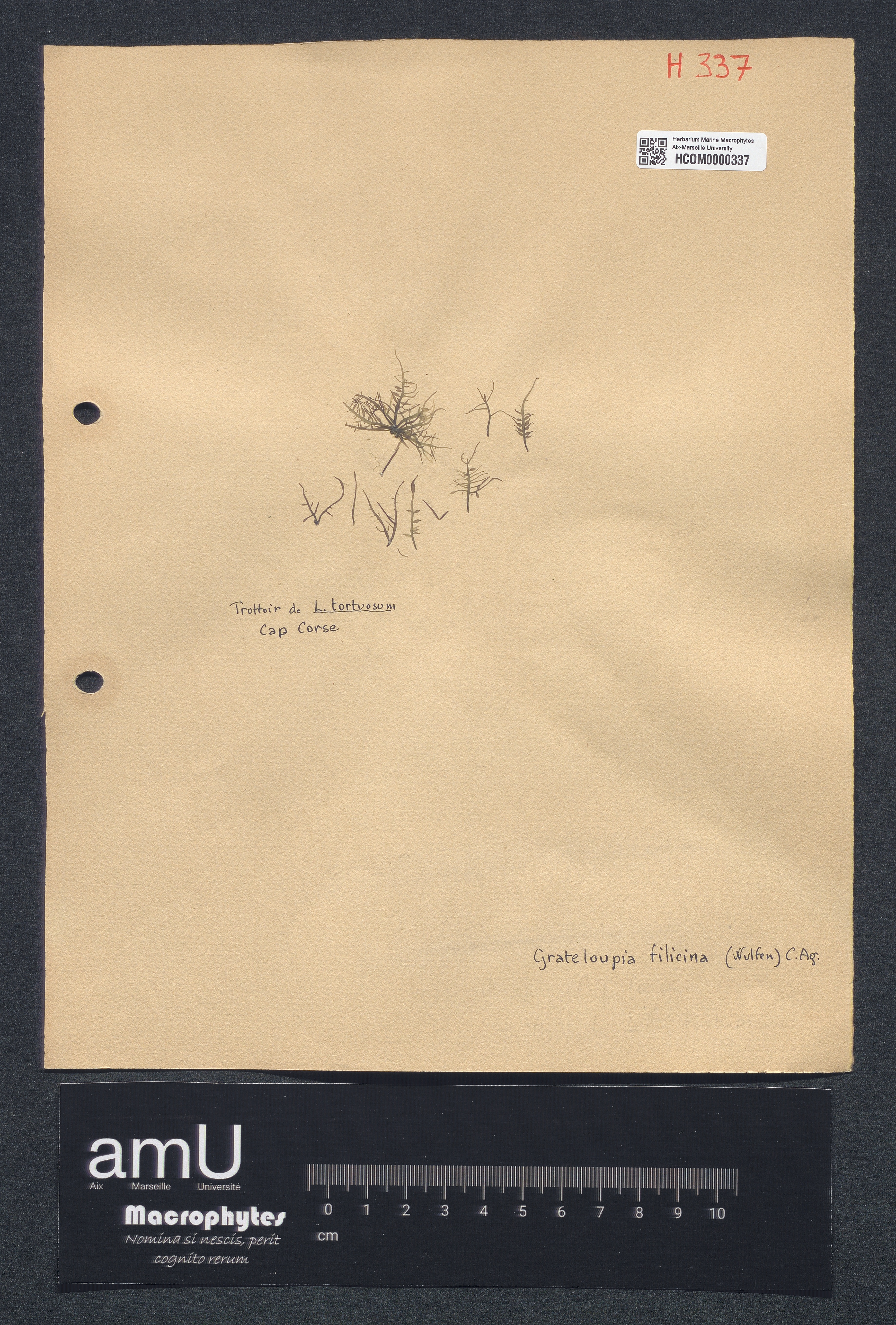 Grateloupia filicina specimen