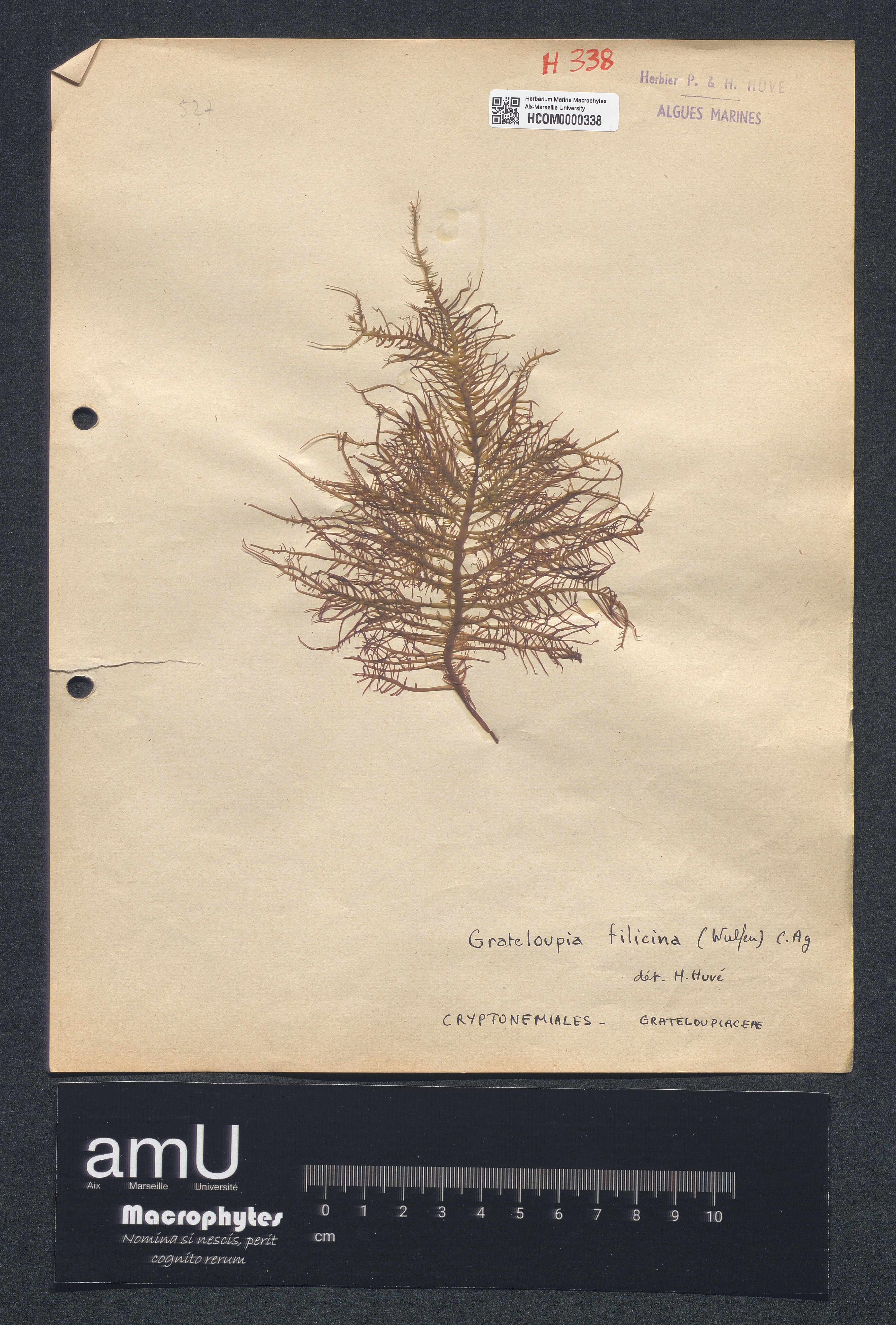 Grateloupia filicina specimen
