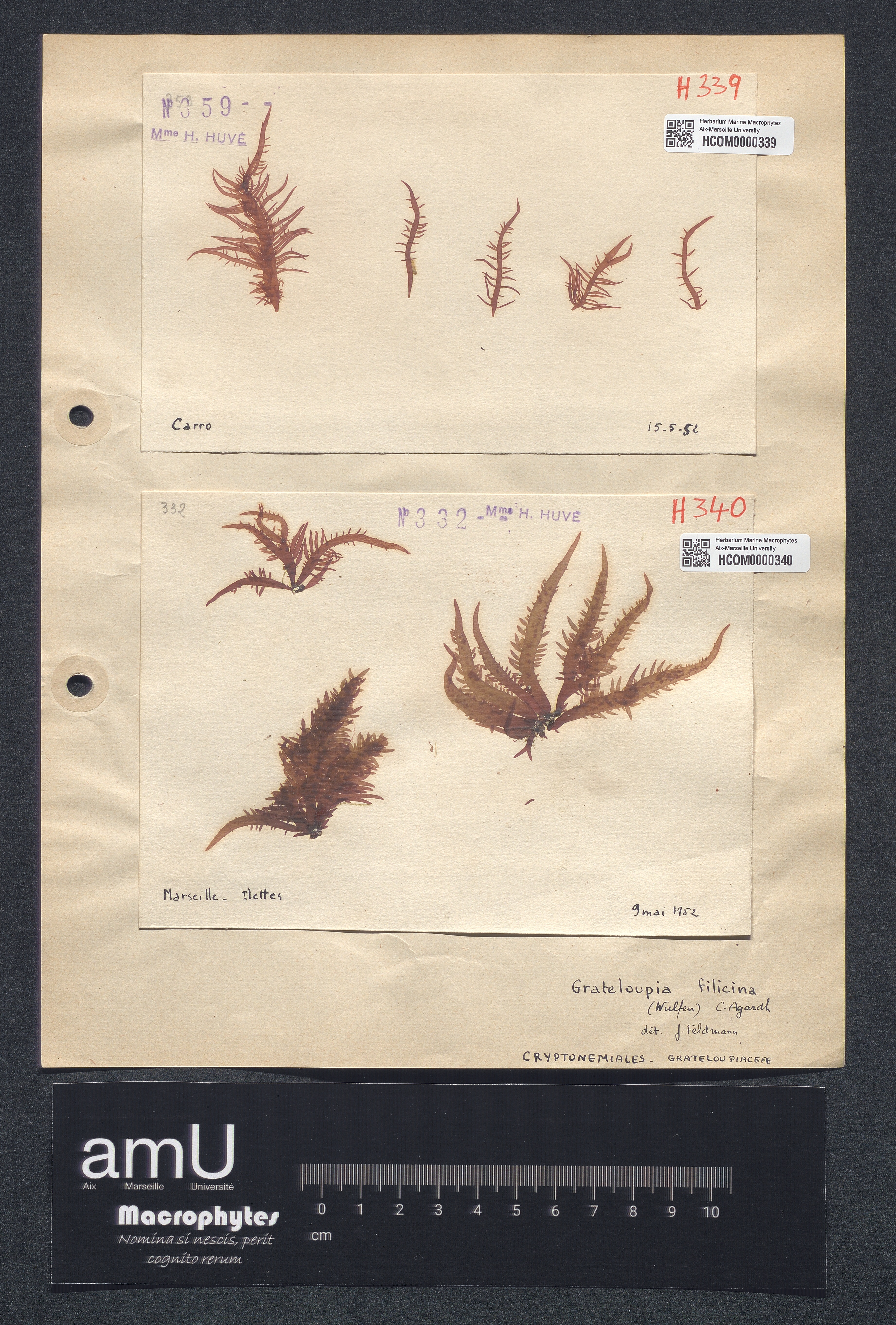 Grateloupia filicina specimen