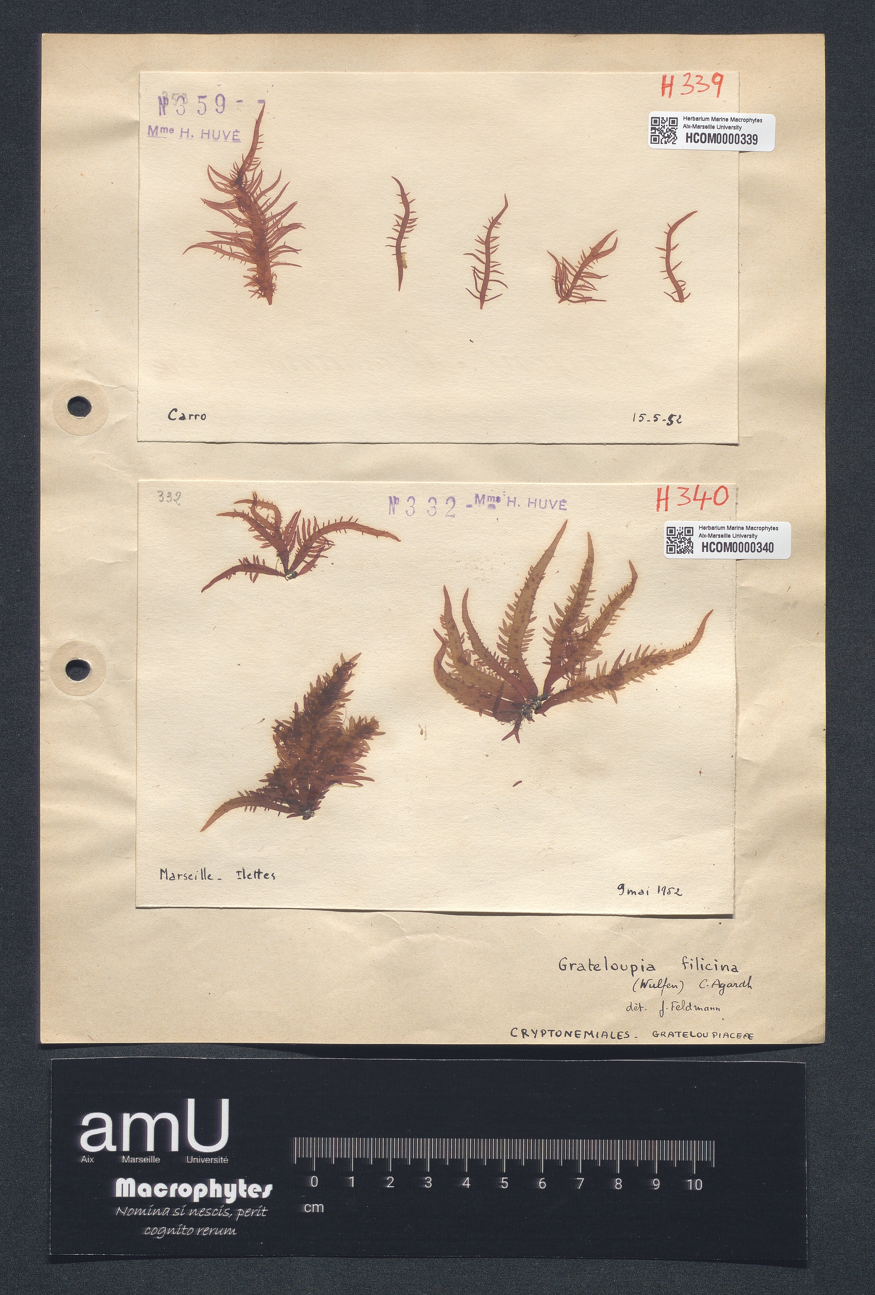 Grateloupia filicina specimen