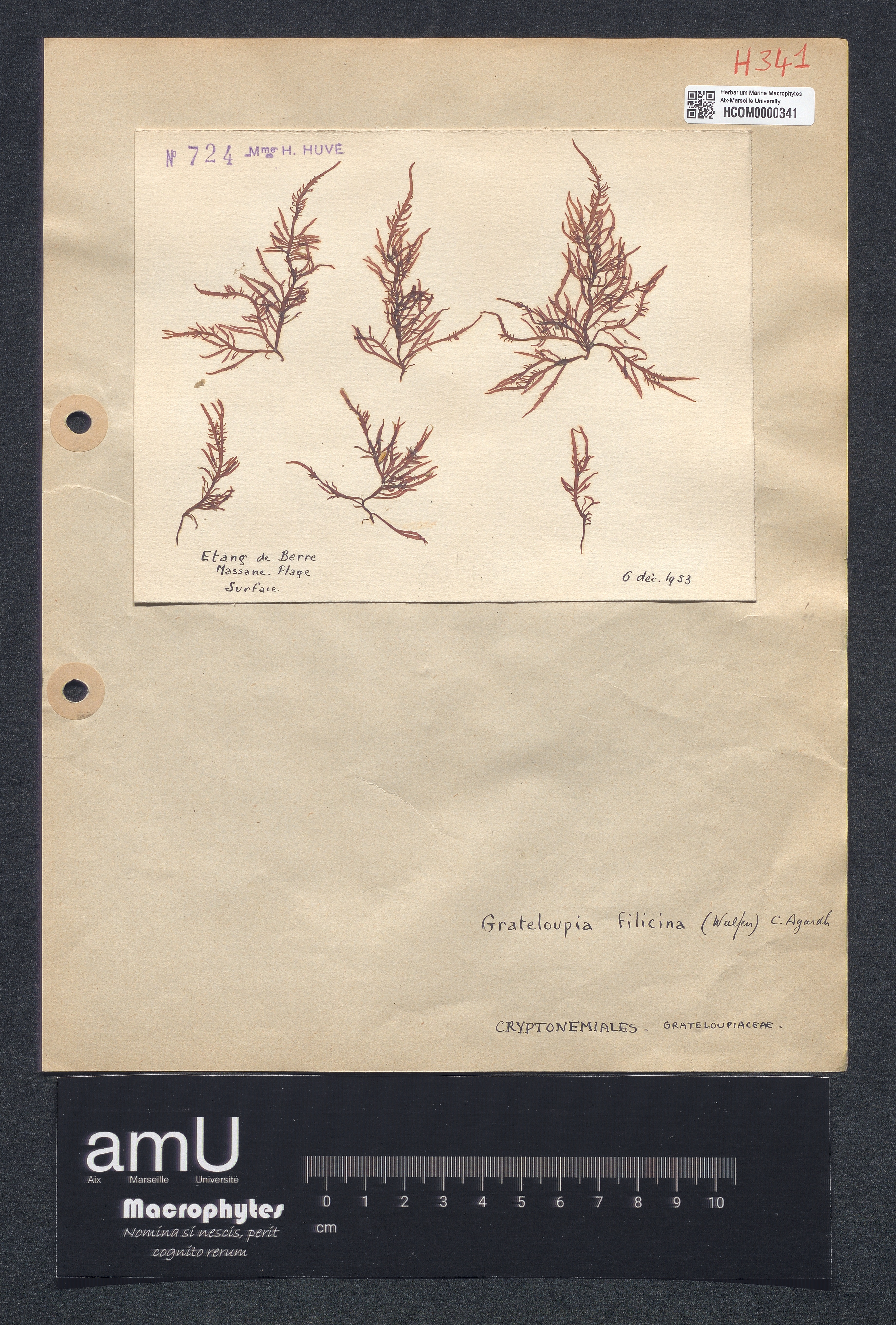 Grateloupia filicina specimen