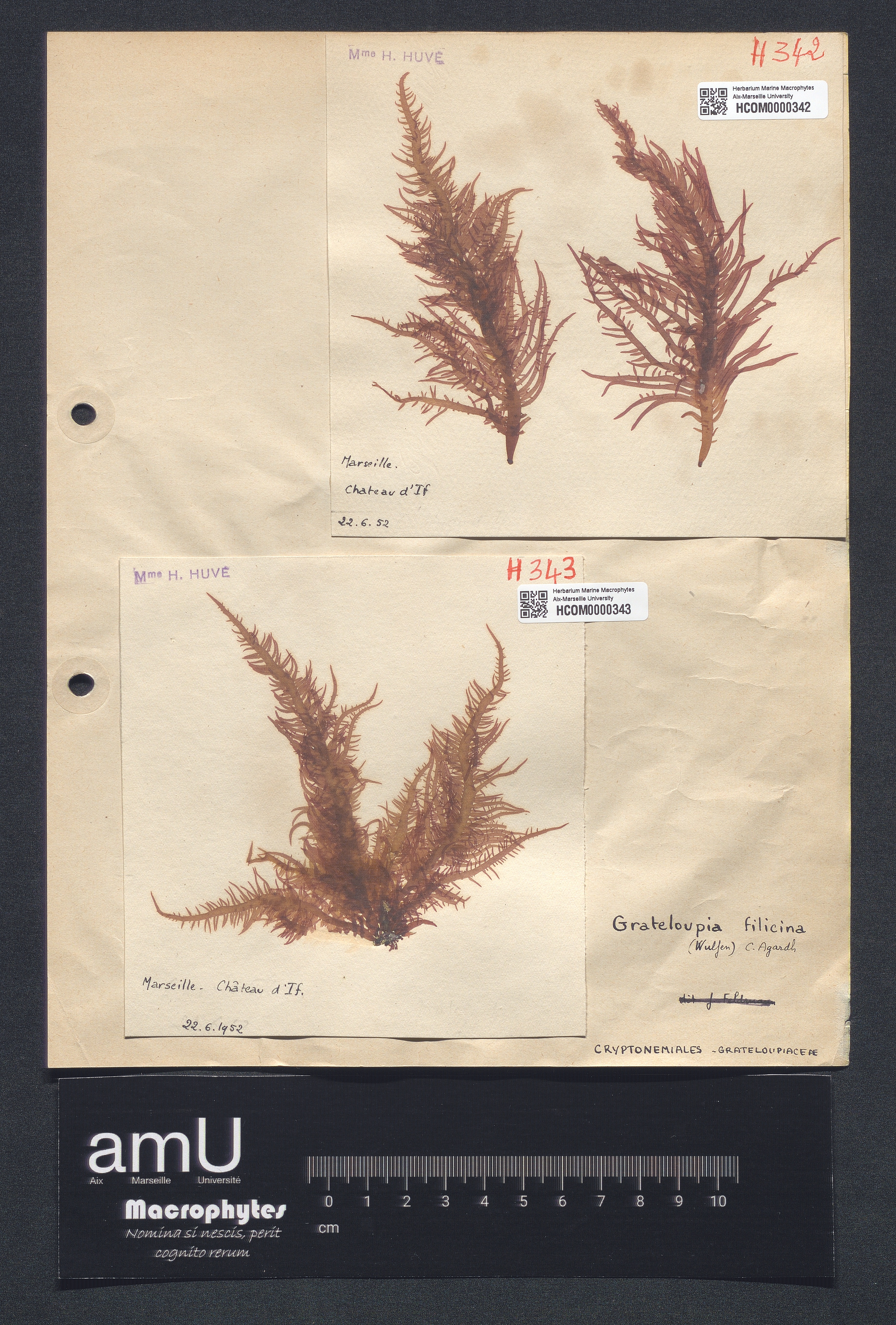 Grateloupia filicina specimen