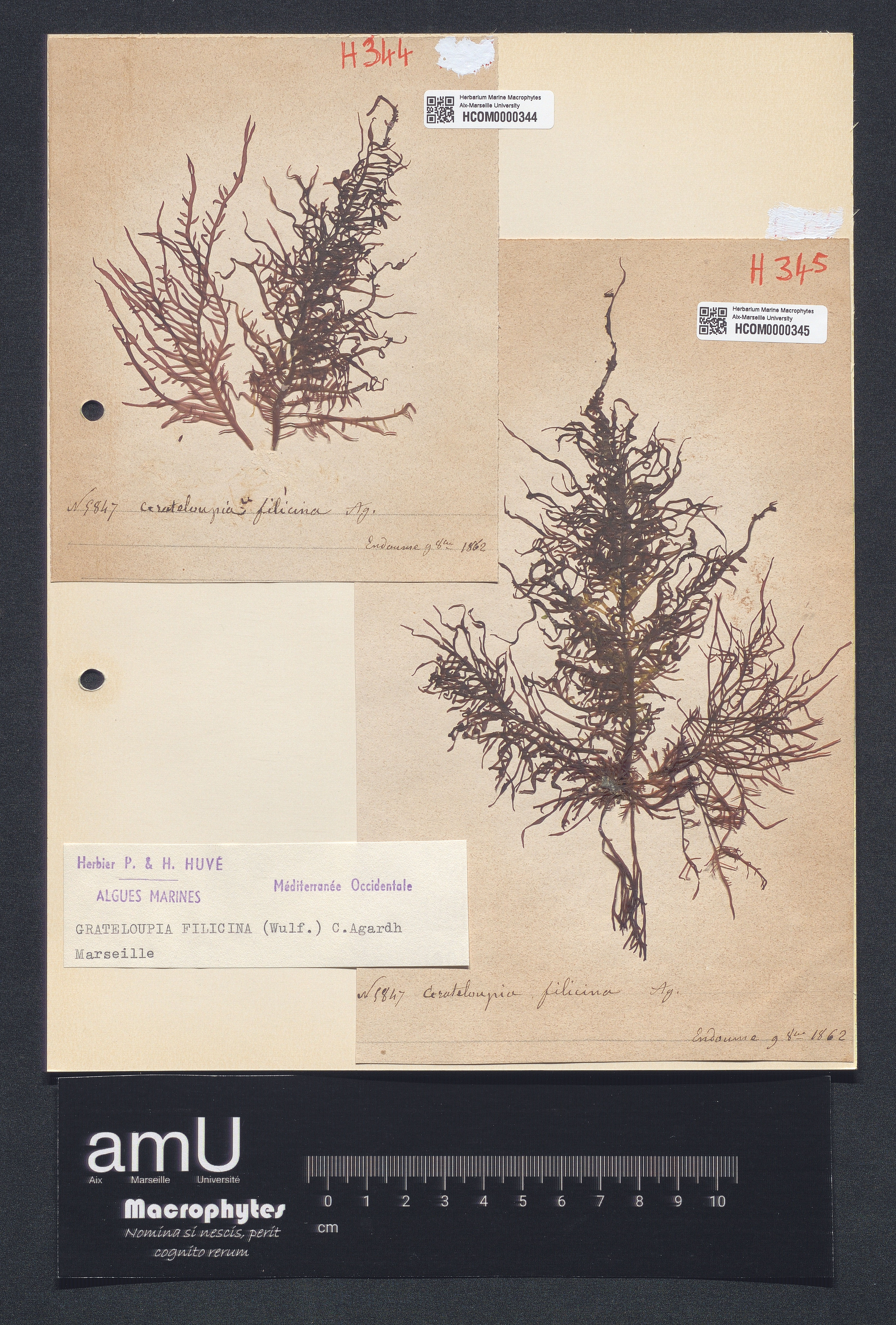 Grateloupia filicina specimen