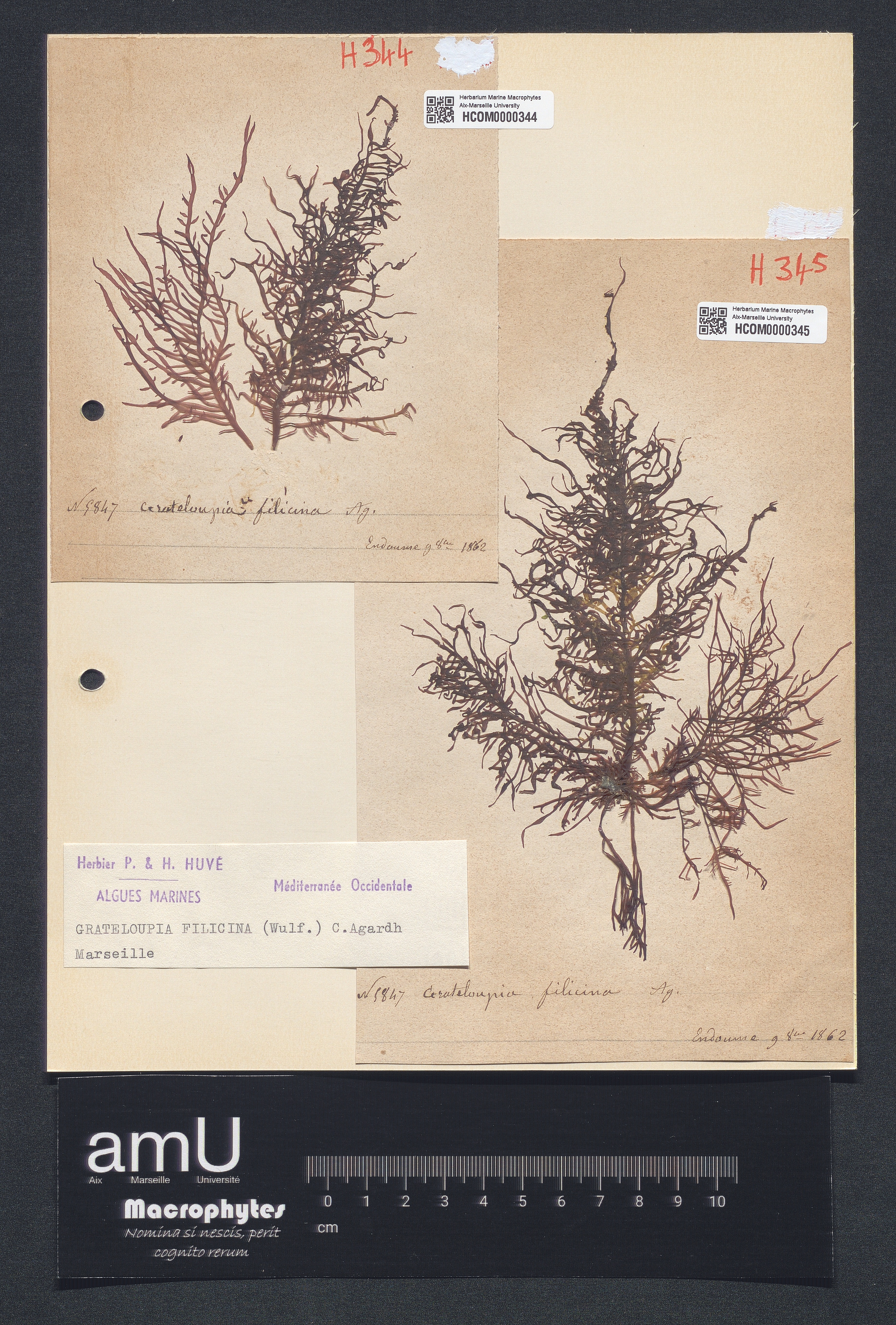 Grateloupia filicina specimen